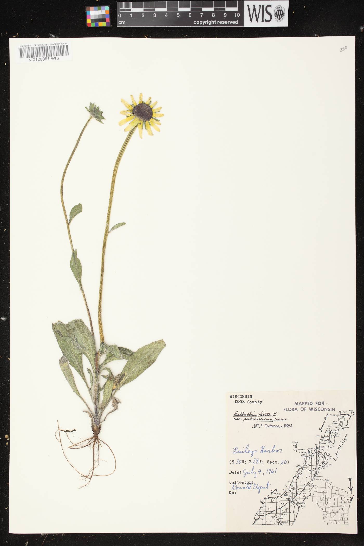 Rudbeckia hirta image