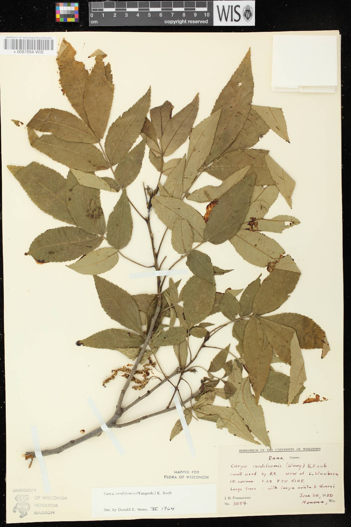 Carya cordiformis image