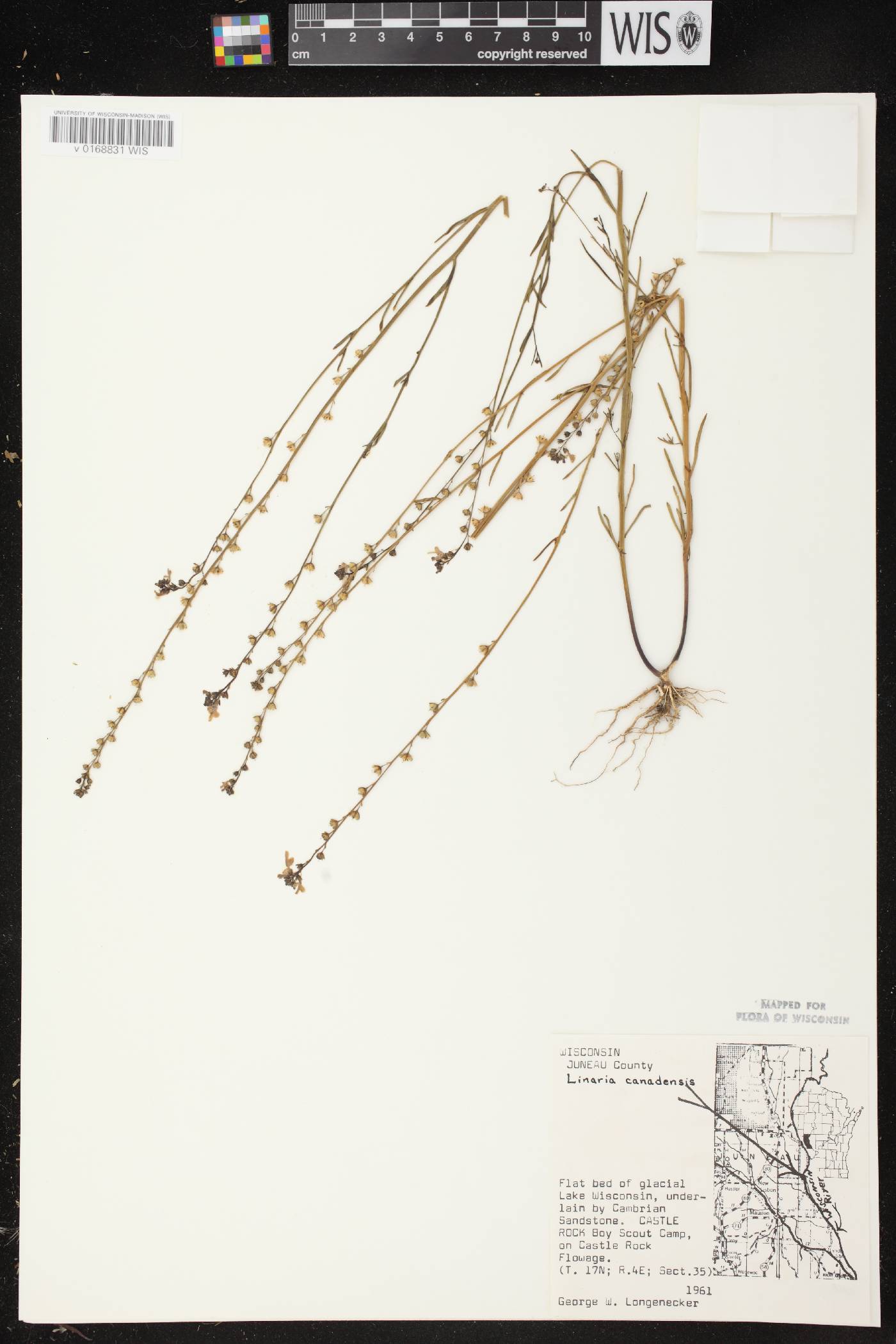 Nuttallanthus canadensis image