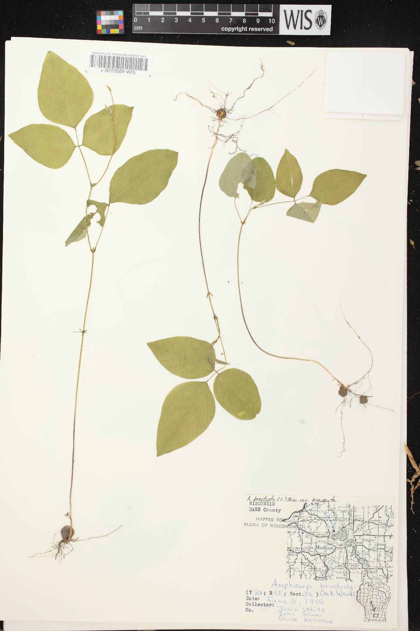 Amphicarpaea bracteata image