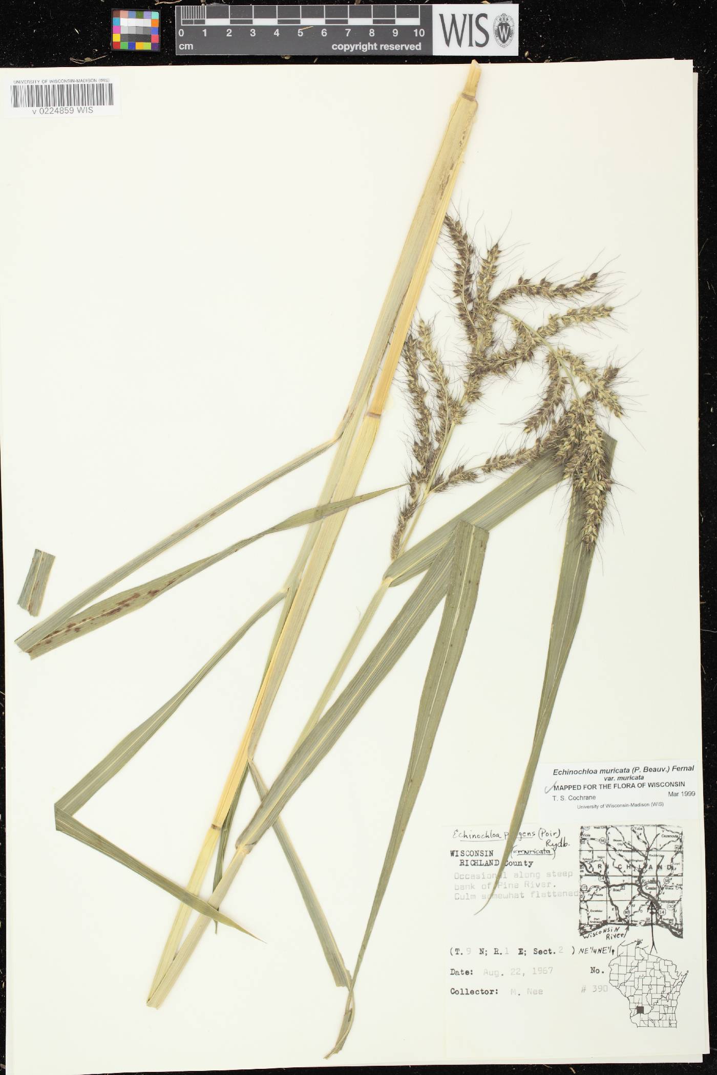 Echinochloa muricata var. muricata image