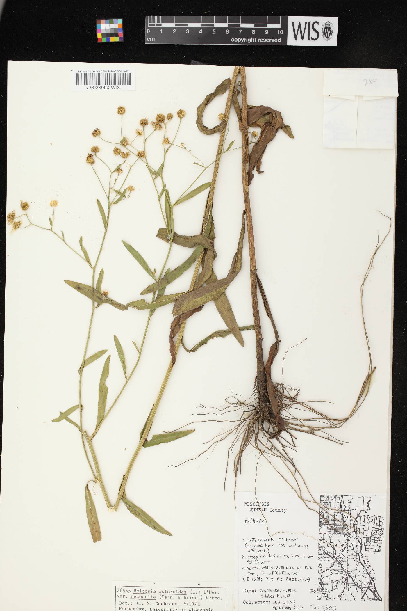 Boltonia asteroides var. recognita image