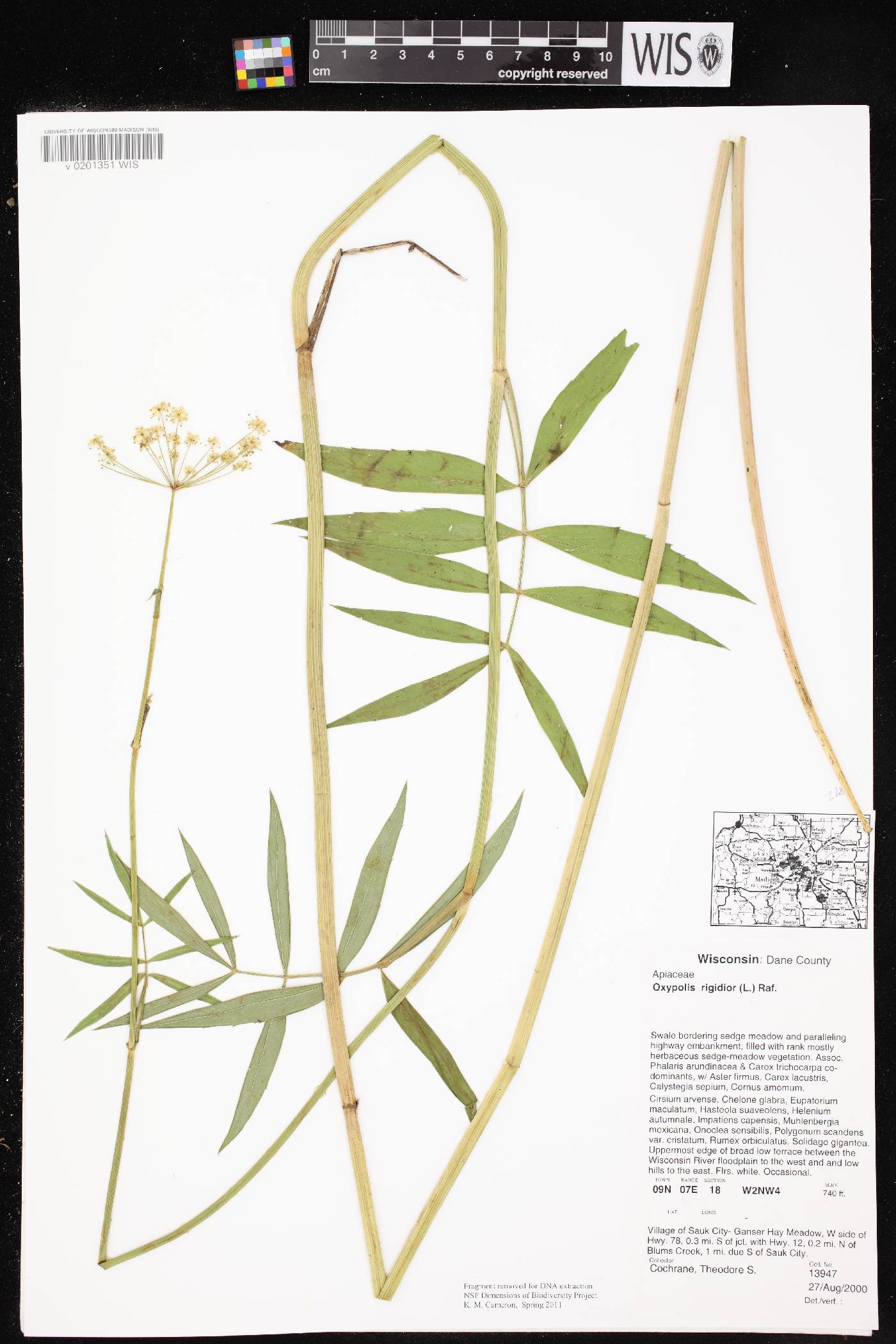 Oxypolis rigidior image