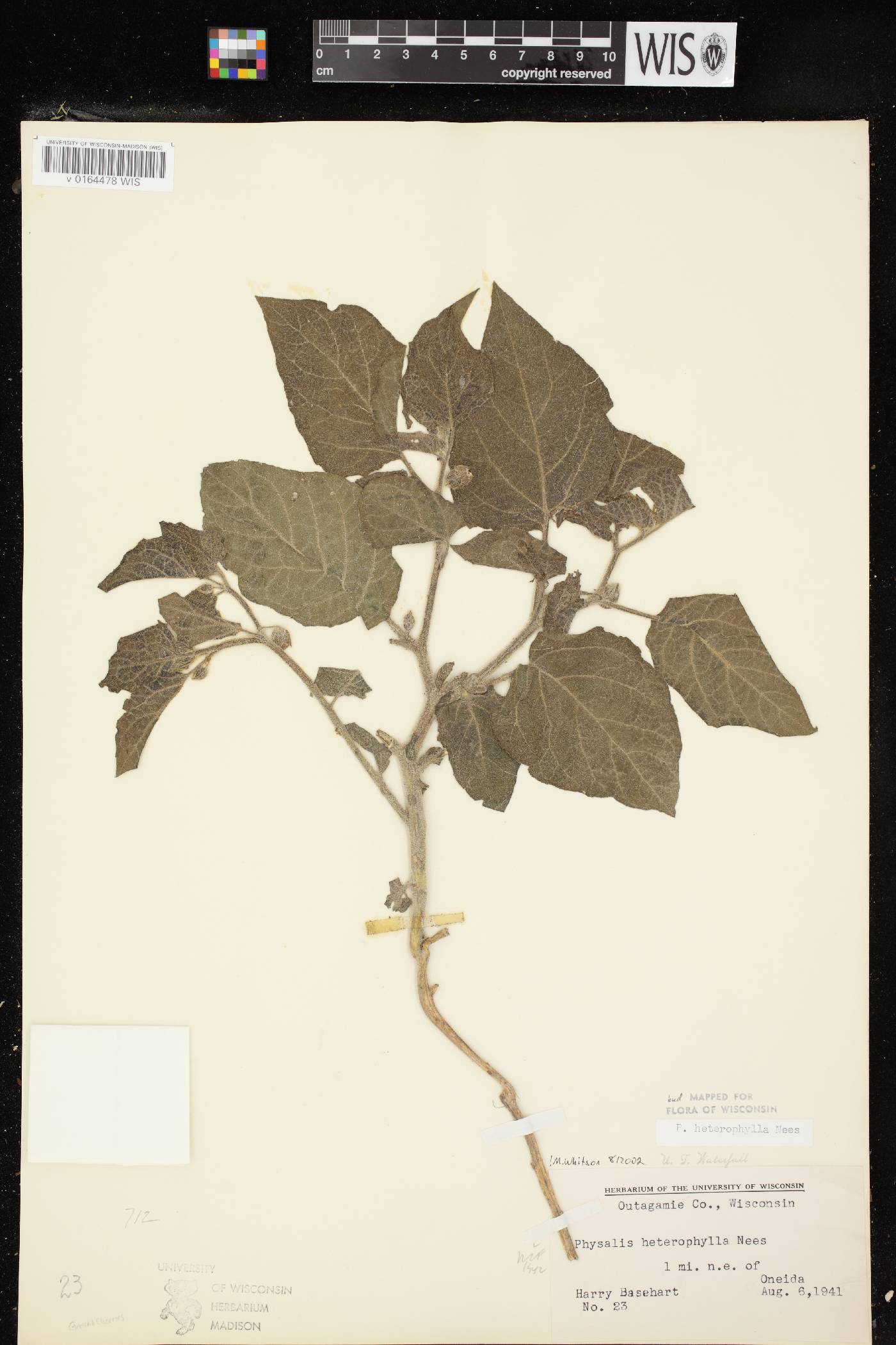 Physalis heterophylla image