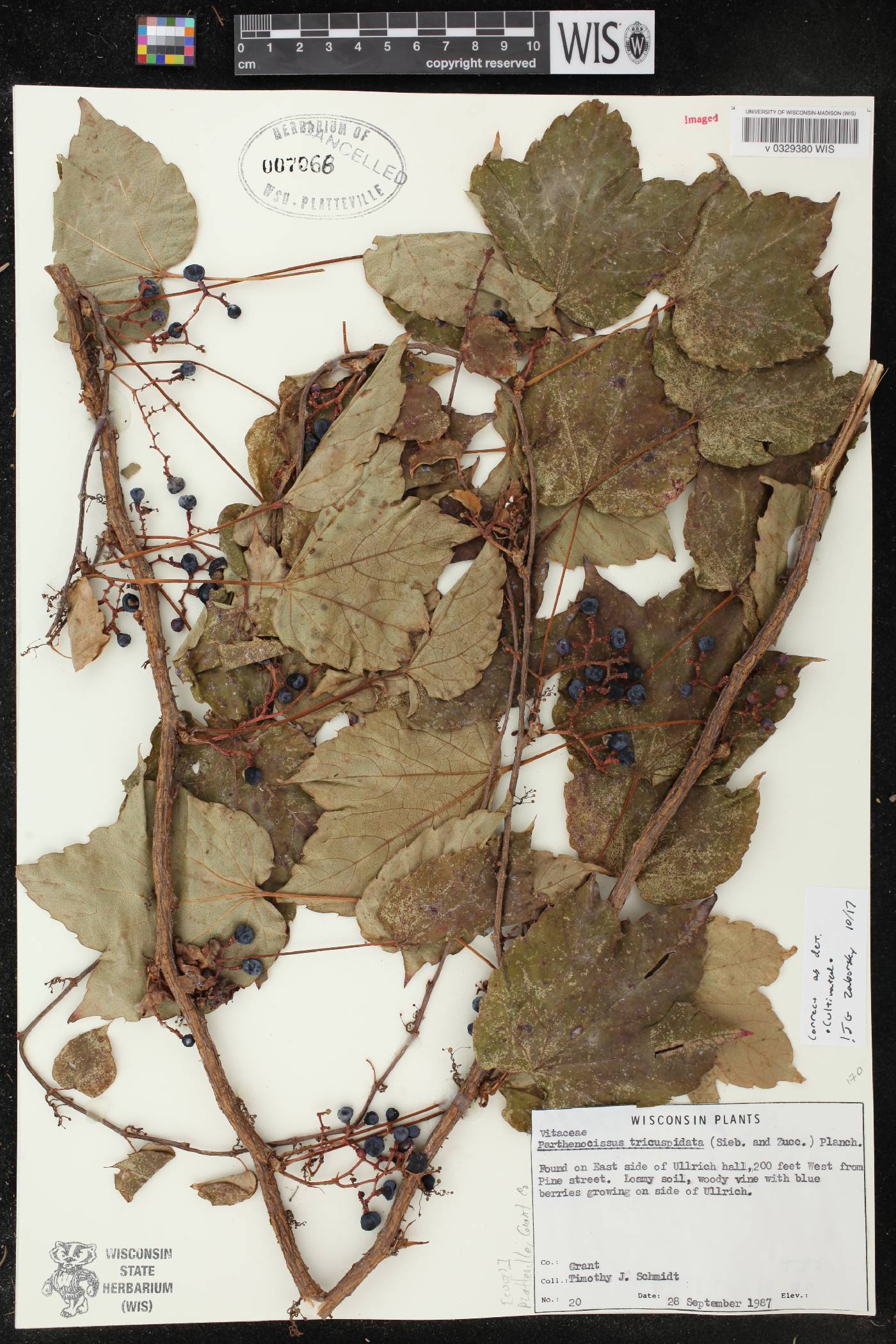 Parthenocissus tricuspidata image