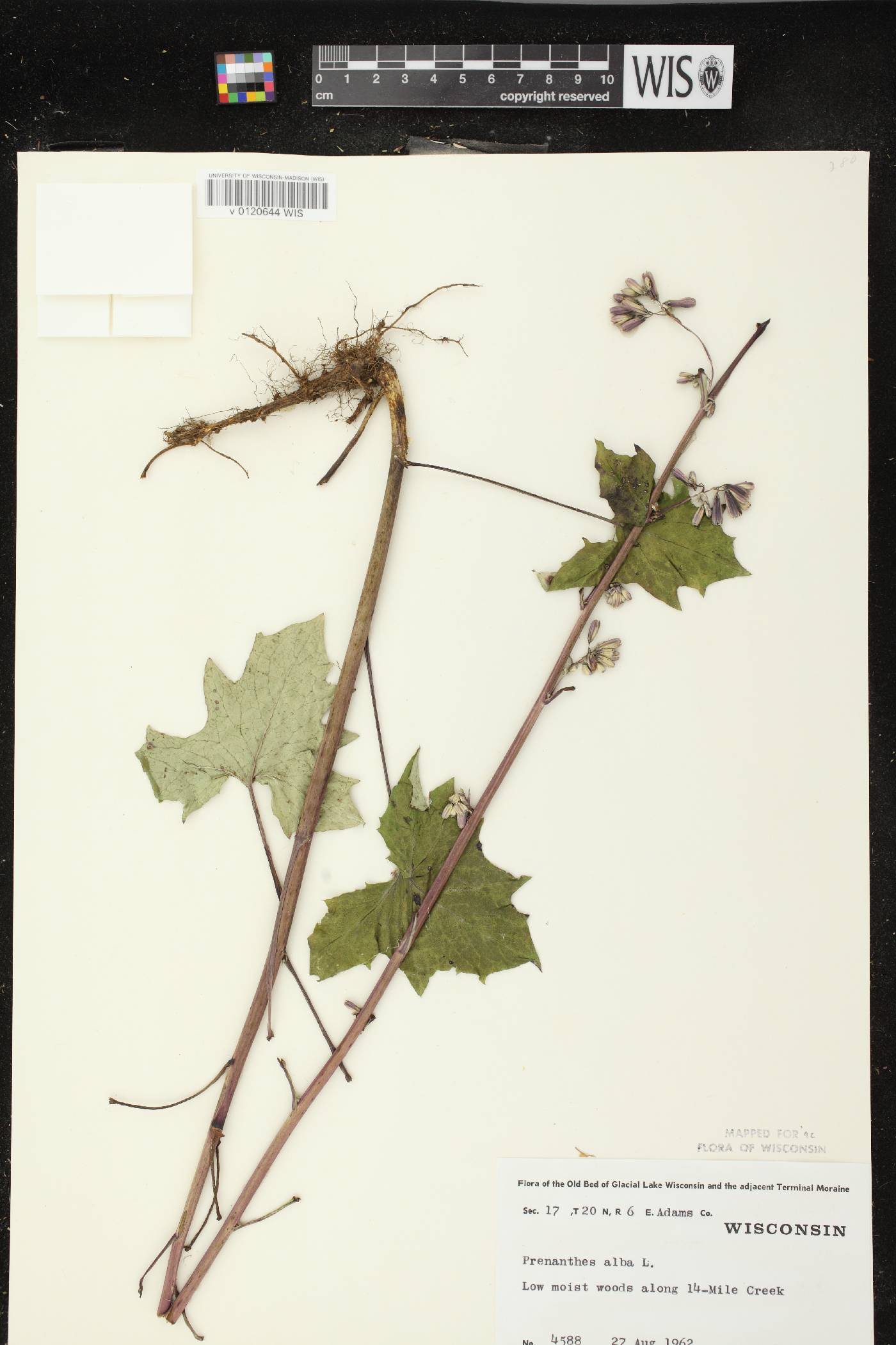 Prenanthes alba image
