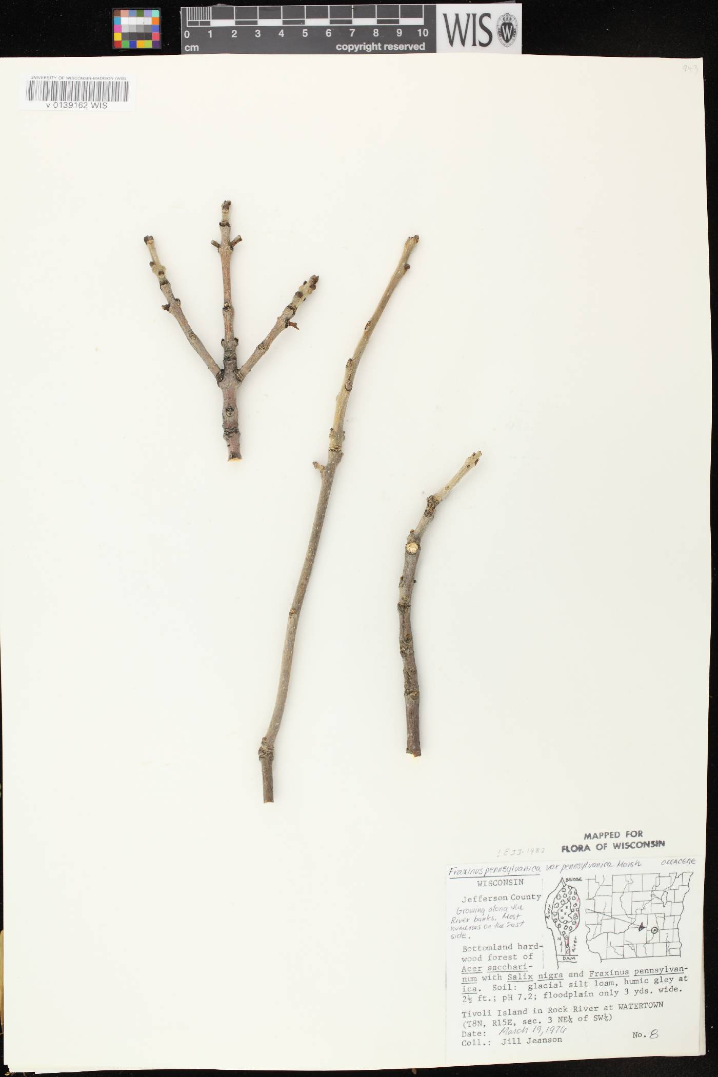 Fraxinus pennsylvanica image