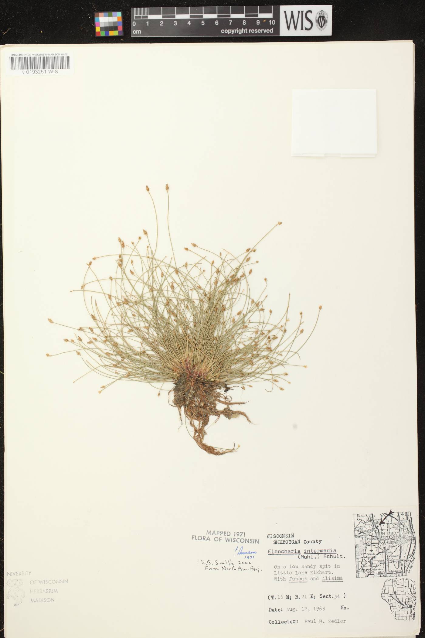 Eleocharis intermedia image