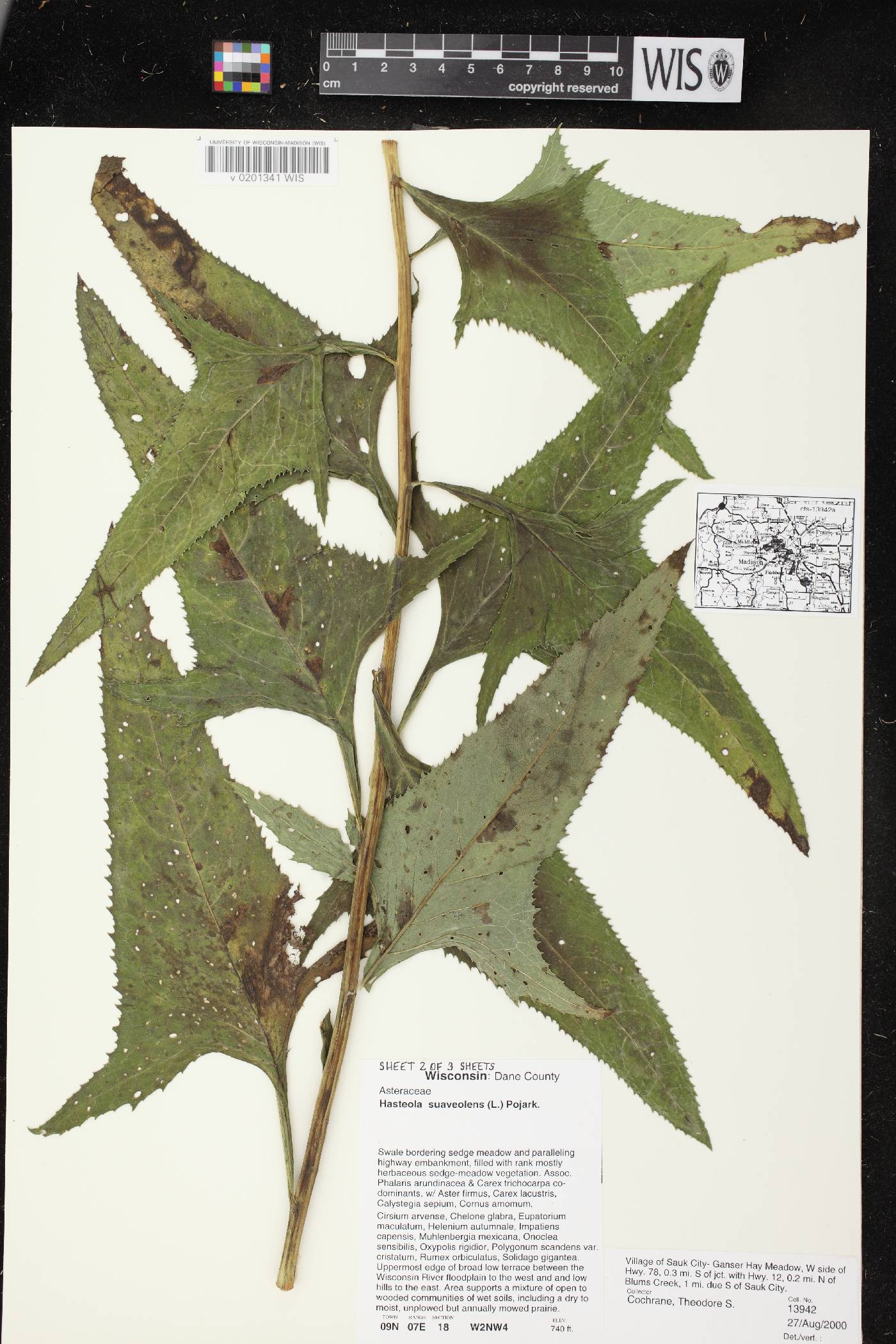 Hasteola suaveolens image