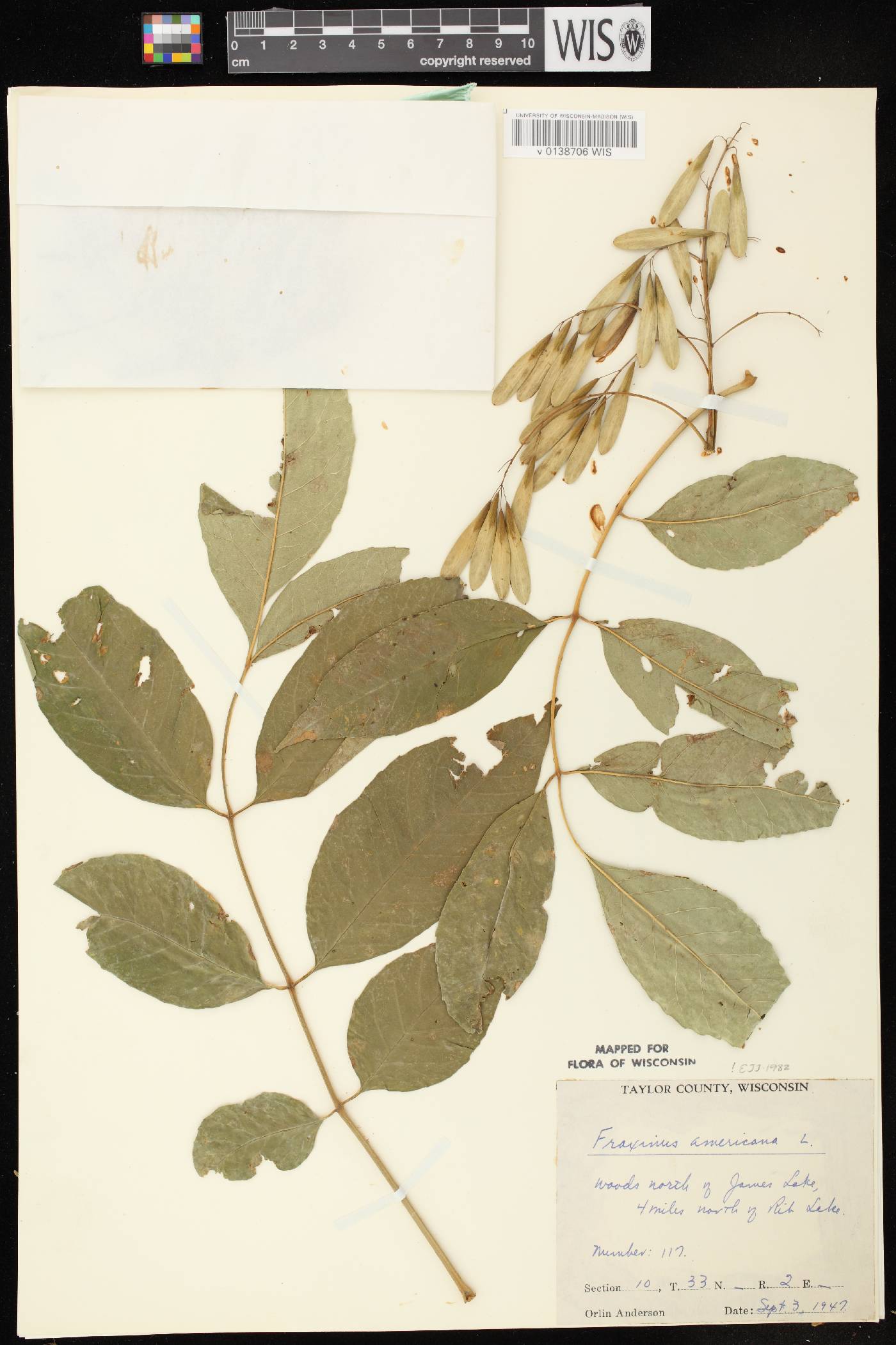 Fraxinus americana image