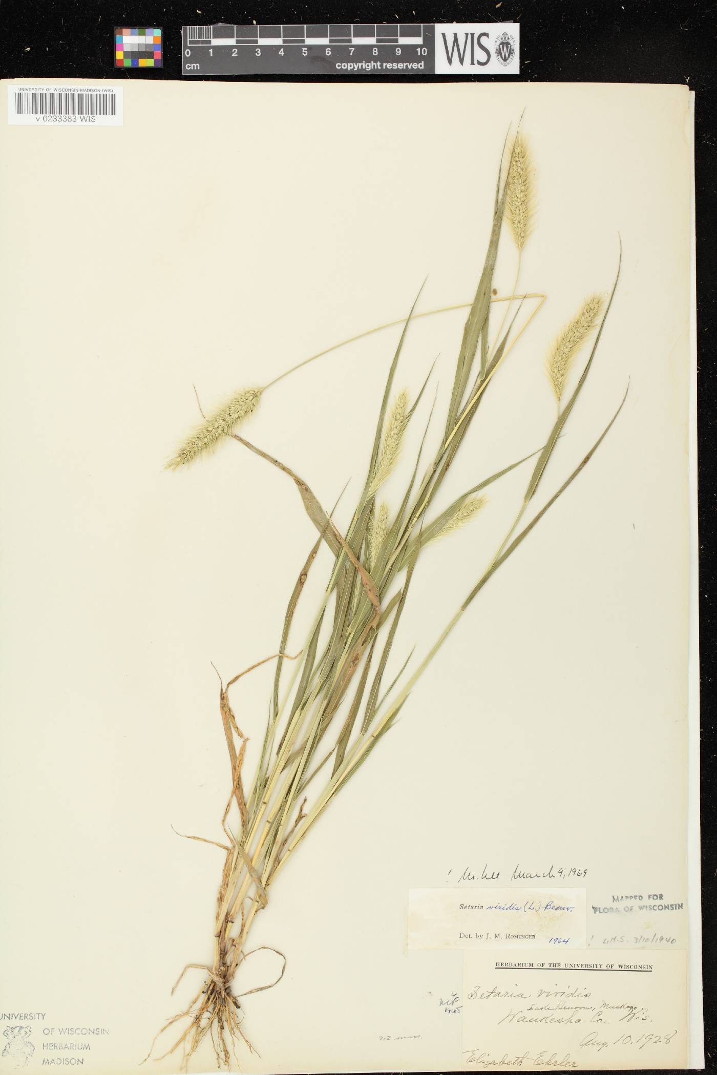 Setaria viridis var. viridis image