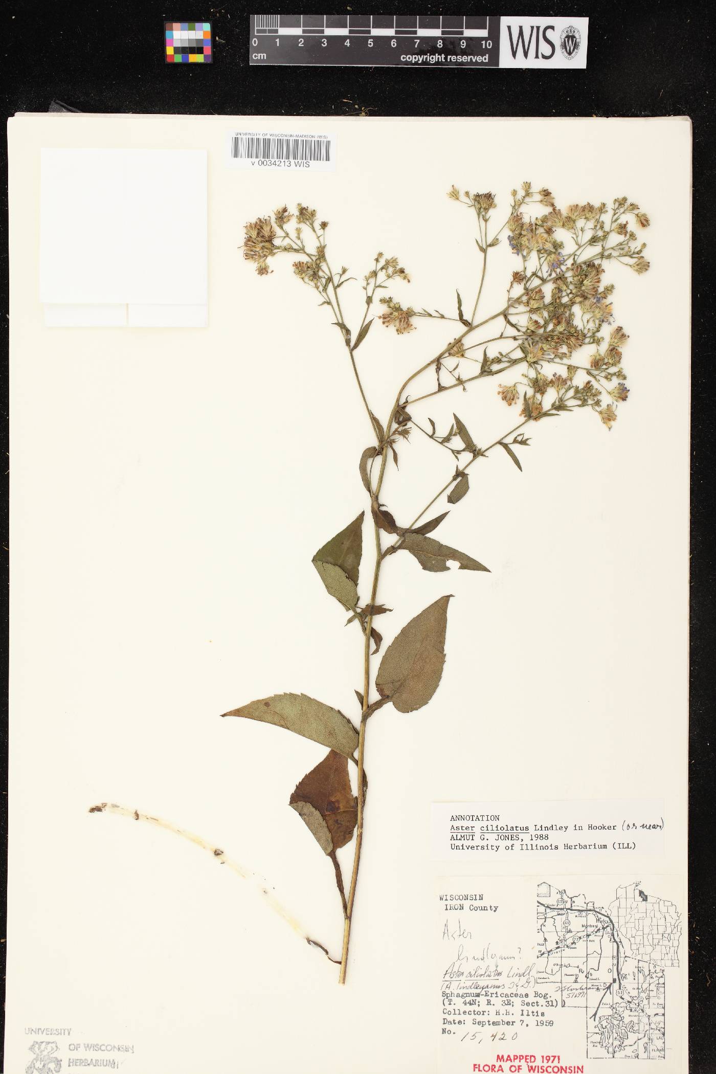 Symphyotrichum ciliolatum image