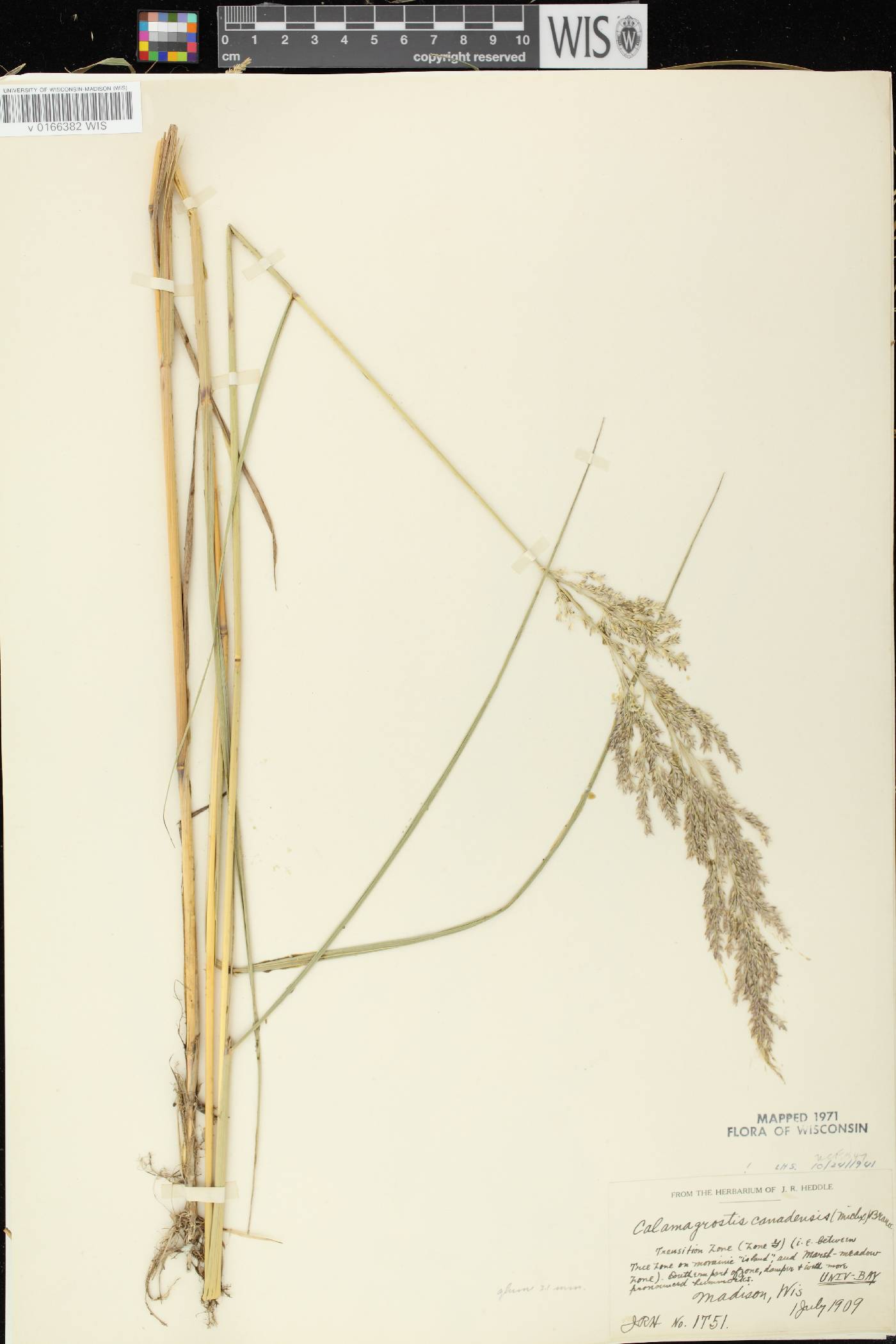 Calamagrostis canadensis var. canadensis image