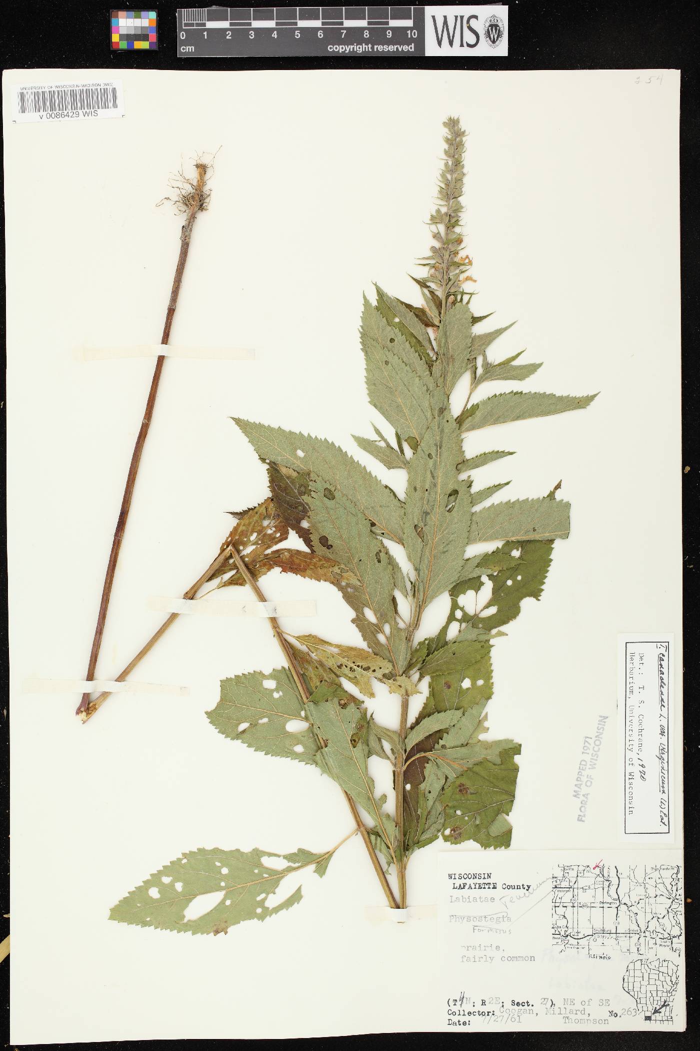 Teucrium canadense var. virginicum image