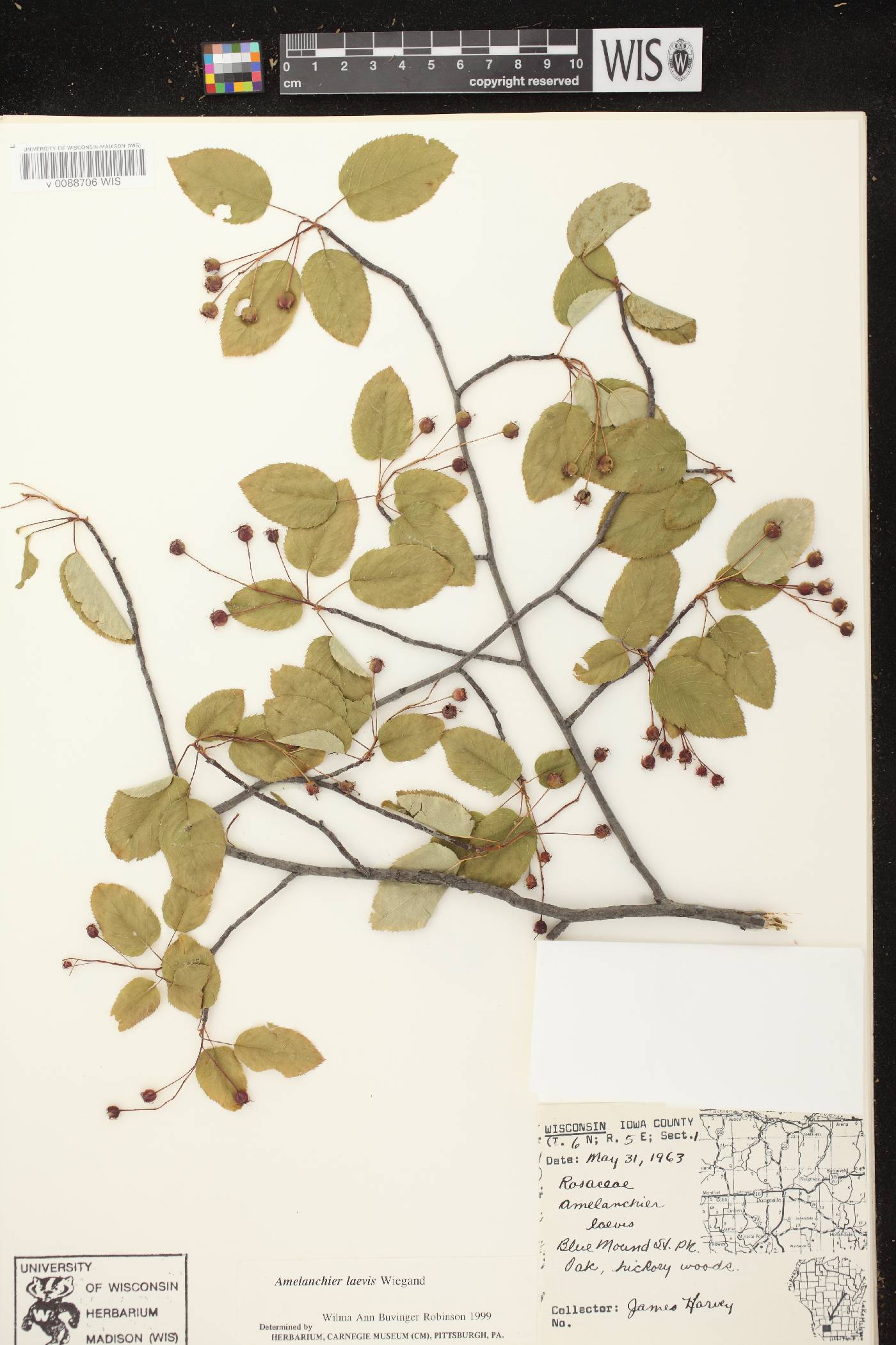 Amelanchier laevis image
