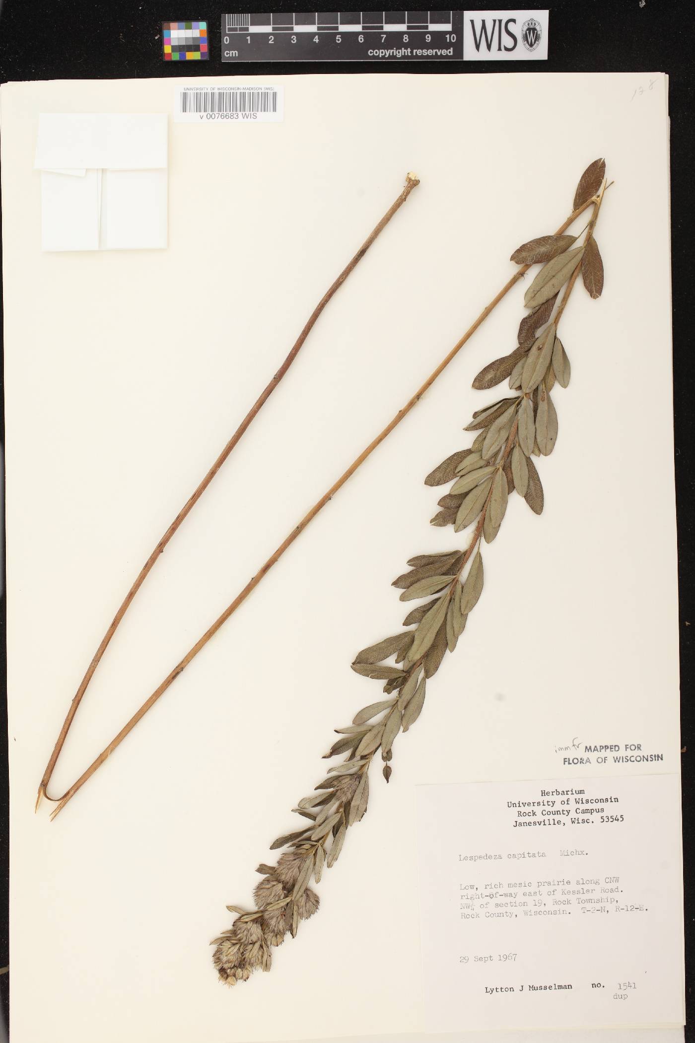 Lespedeza capitata image