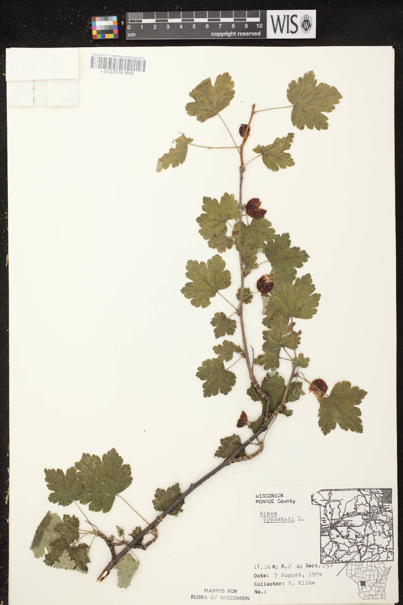 Ribes cynosbati image