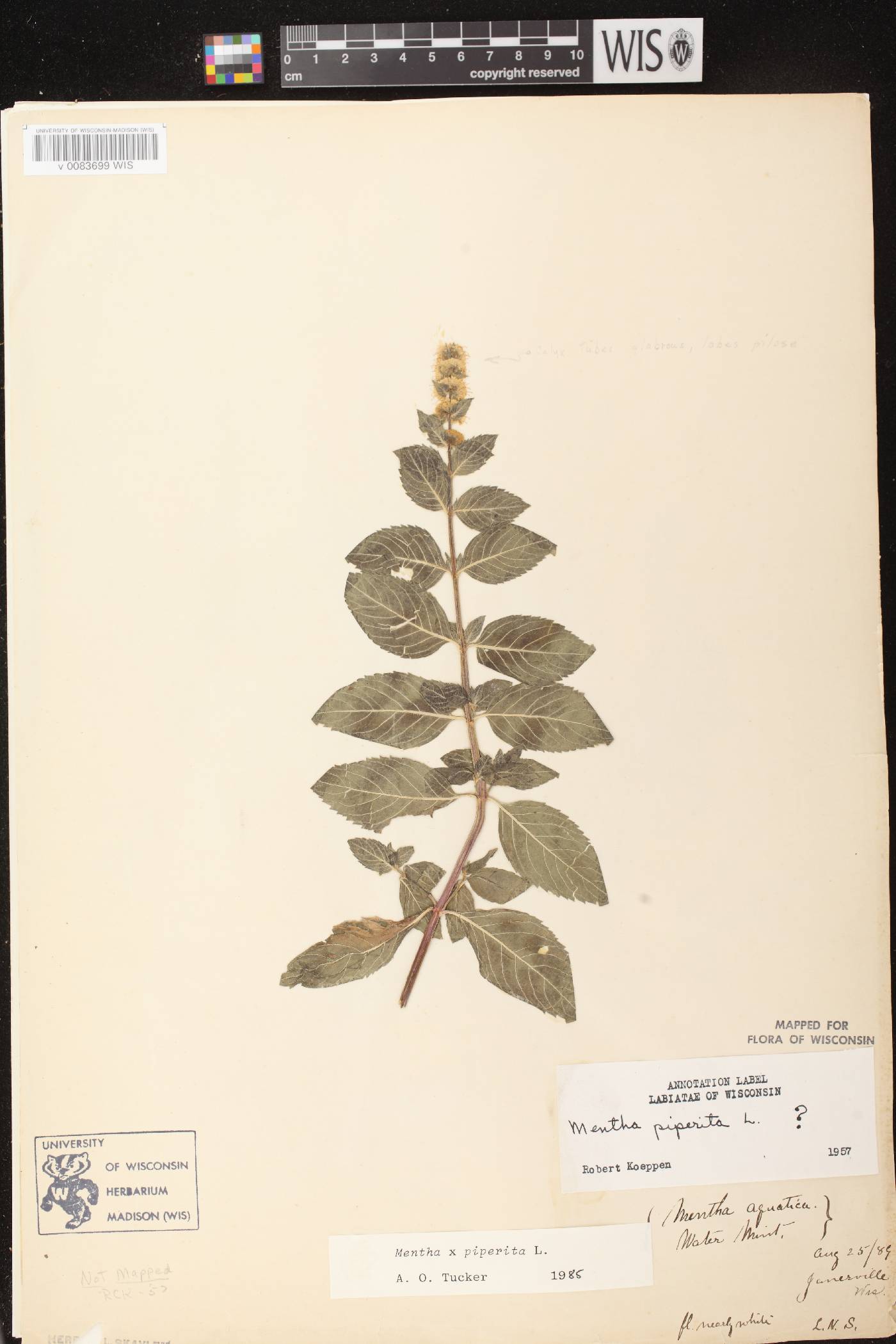Mentha X piperita image