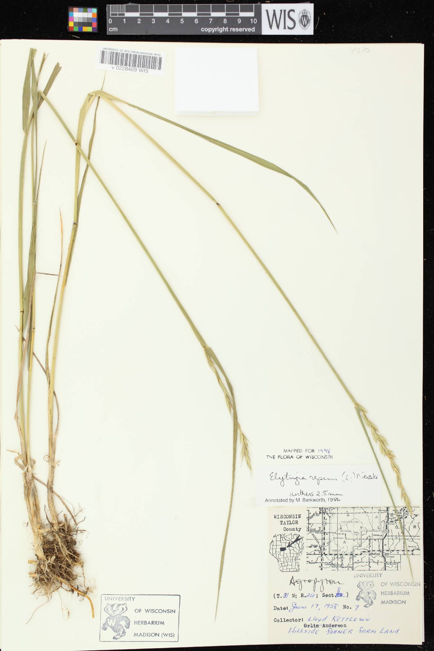 Elymus repens image