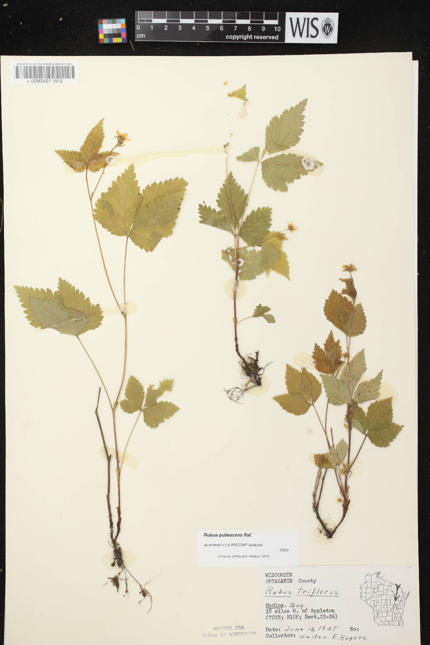 Rubus pubescens image