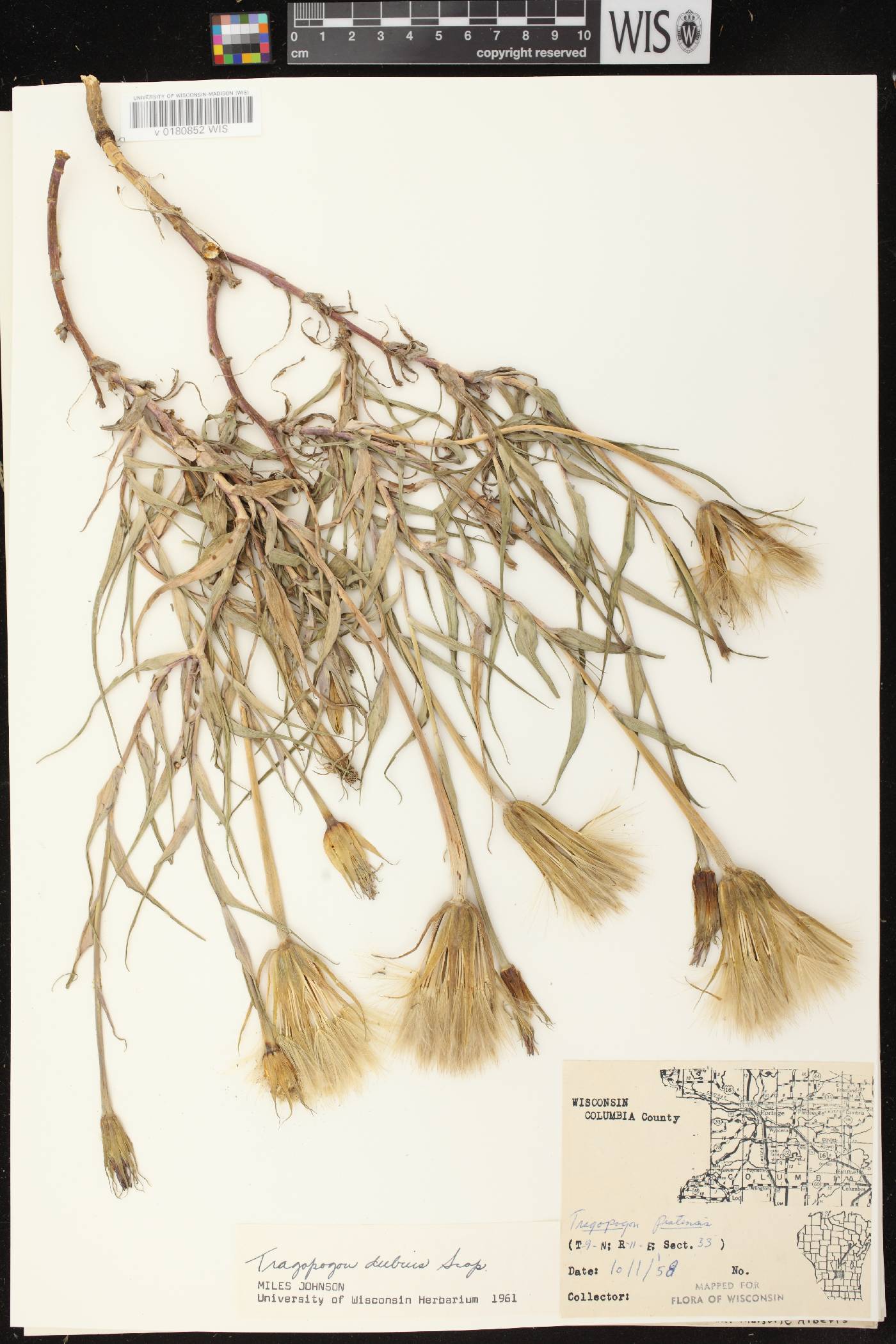 Tragopogon dubius image