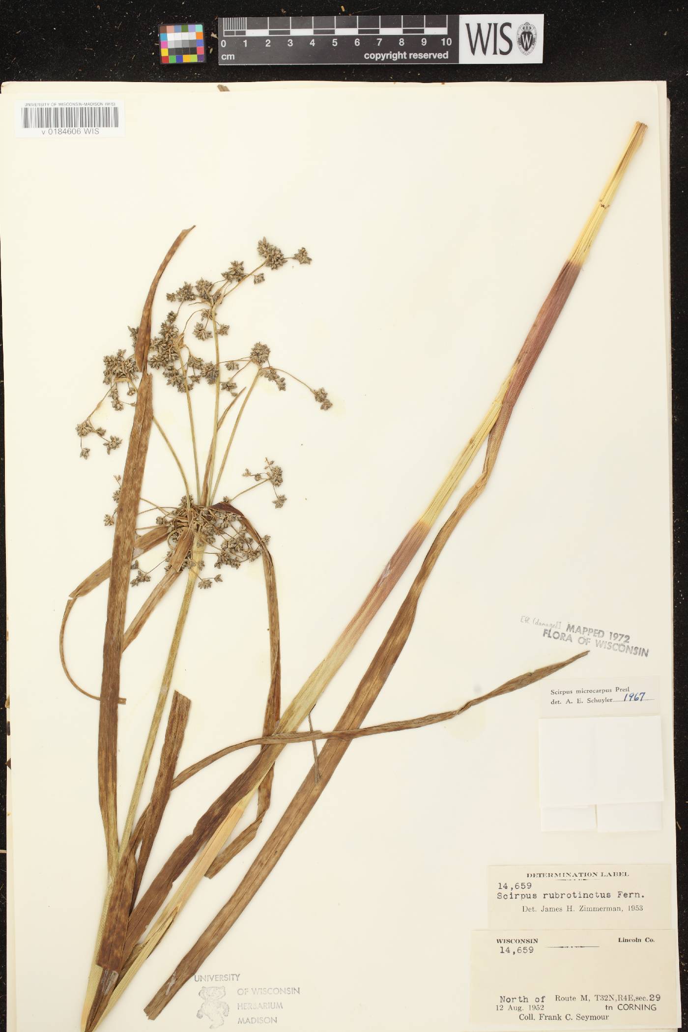Scirpus microcarpus image