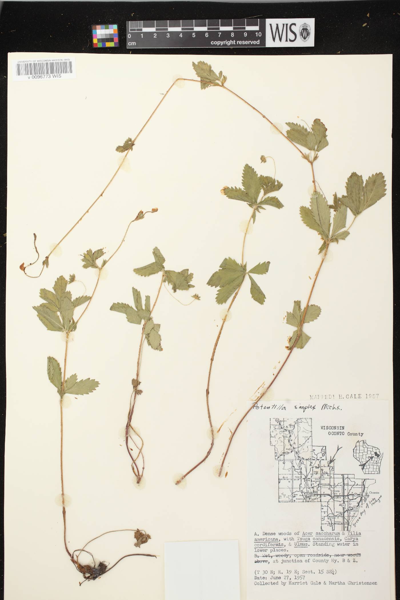 Potentilla simplex image