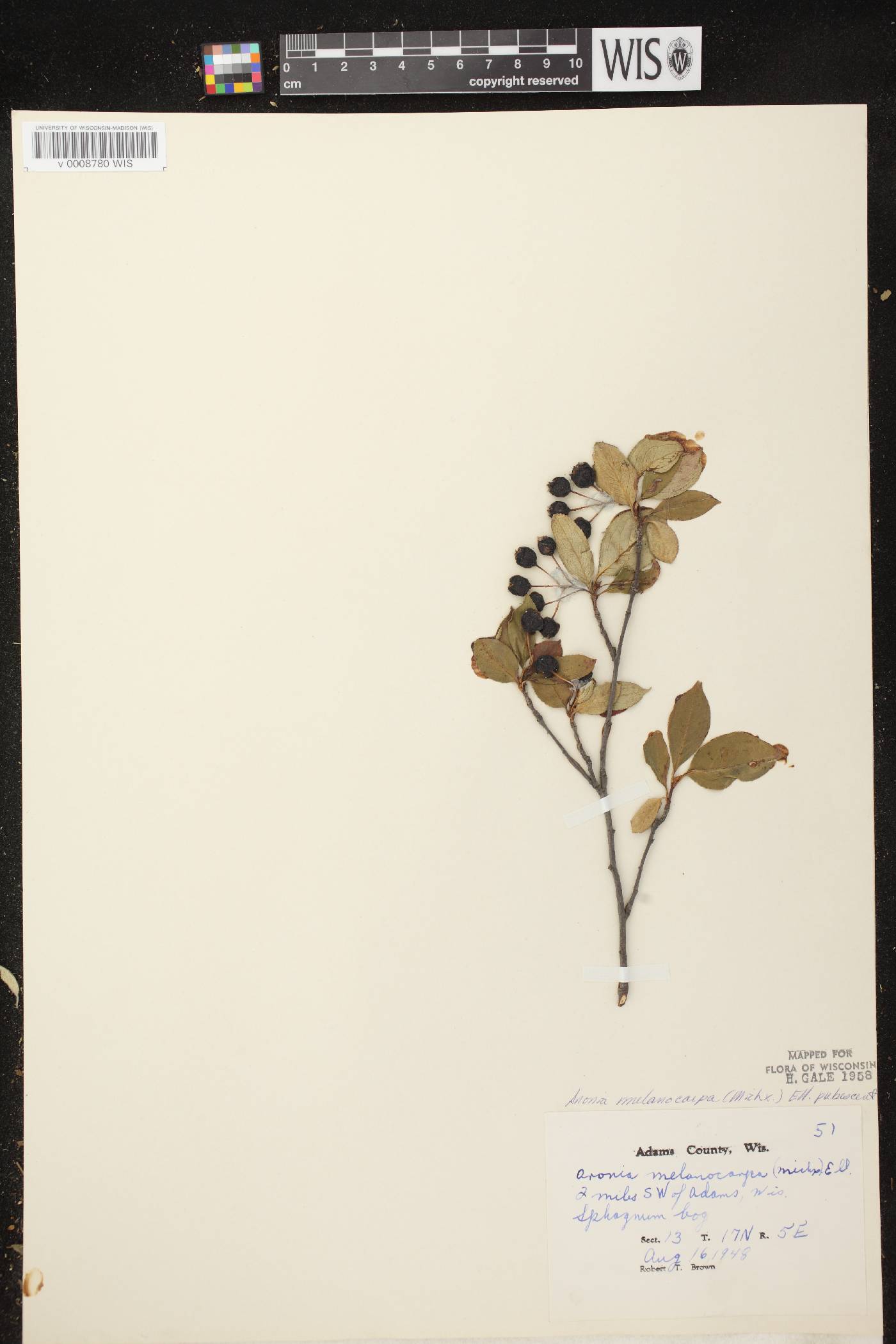 Aronia x prunifolia image