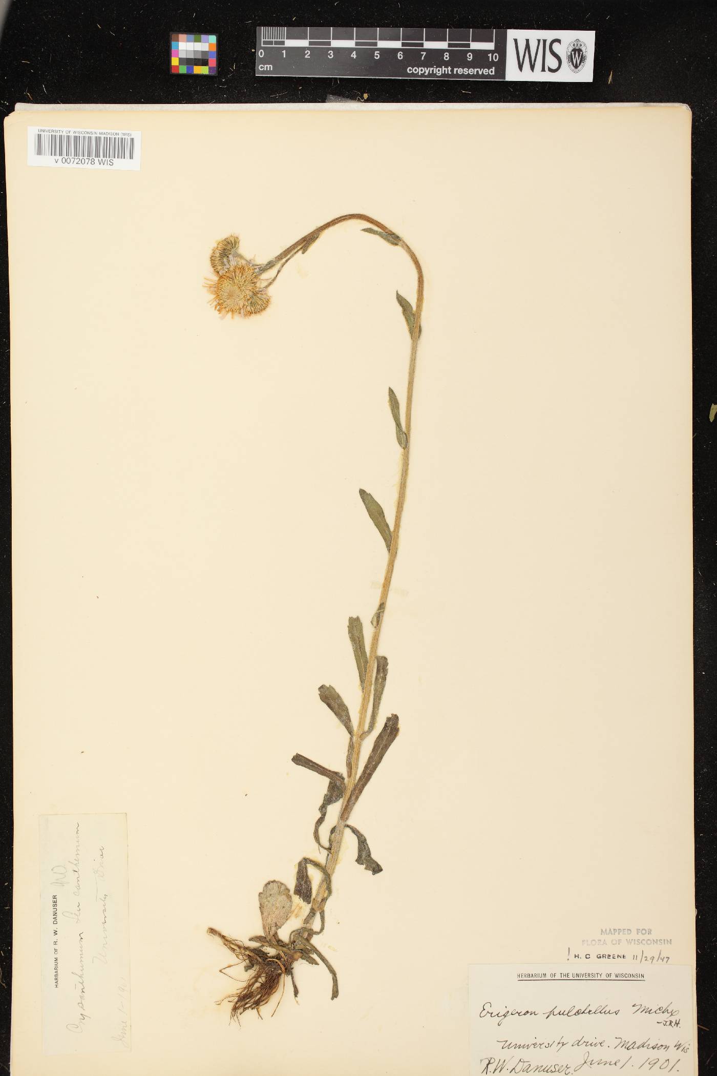 Erigeron pulchellus image