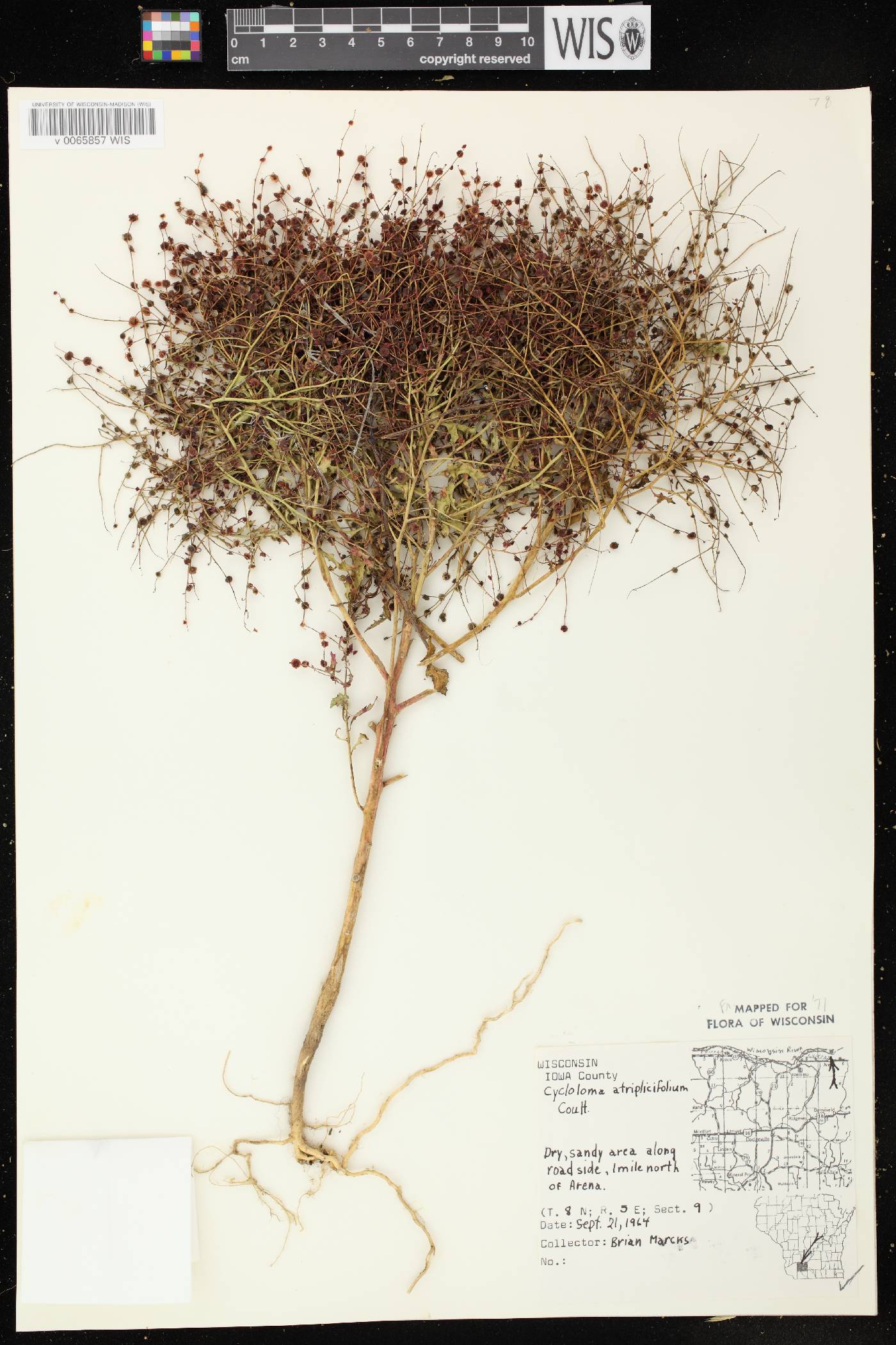 Cycloloma atriplicifolium image