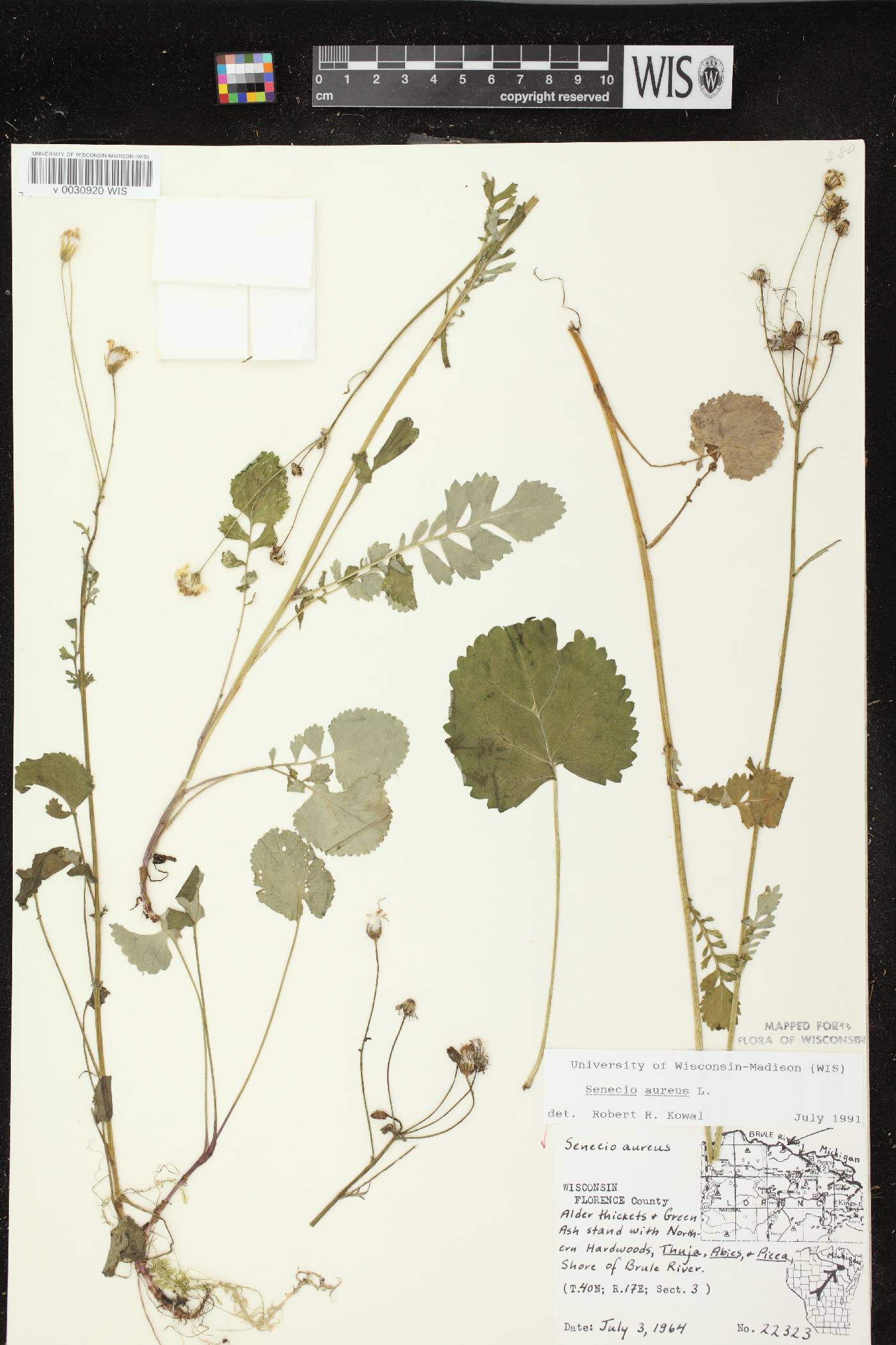 Packera aurea image