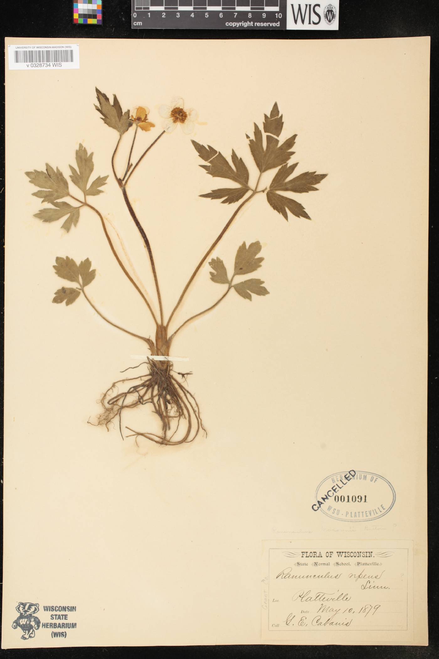 Ranunculus hispidus image