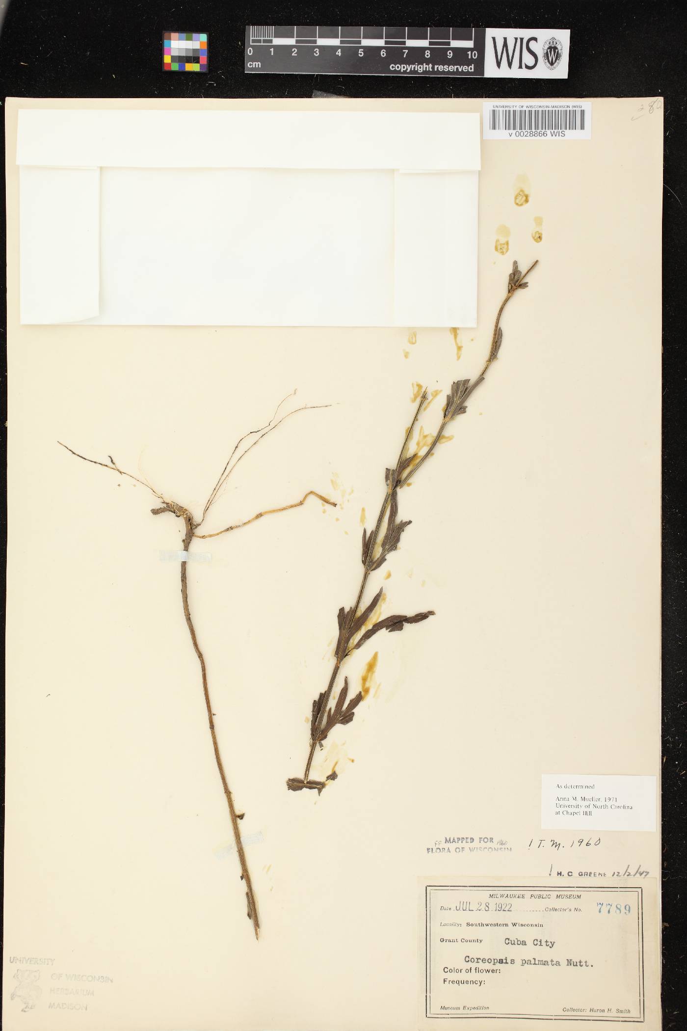 Coreopsis palmata image