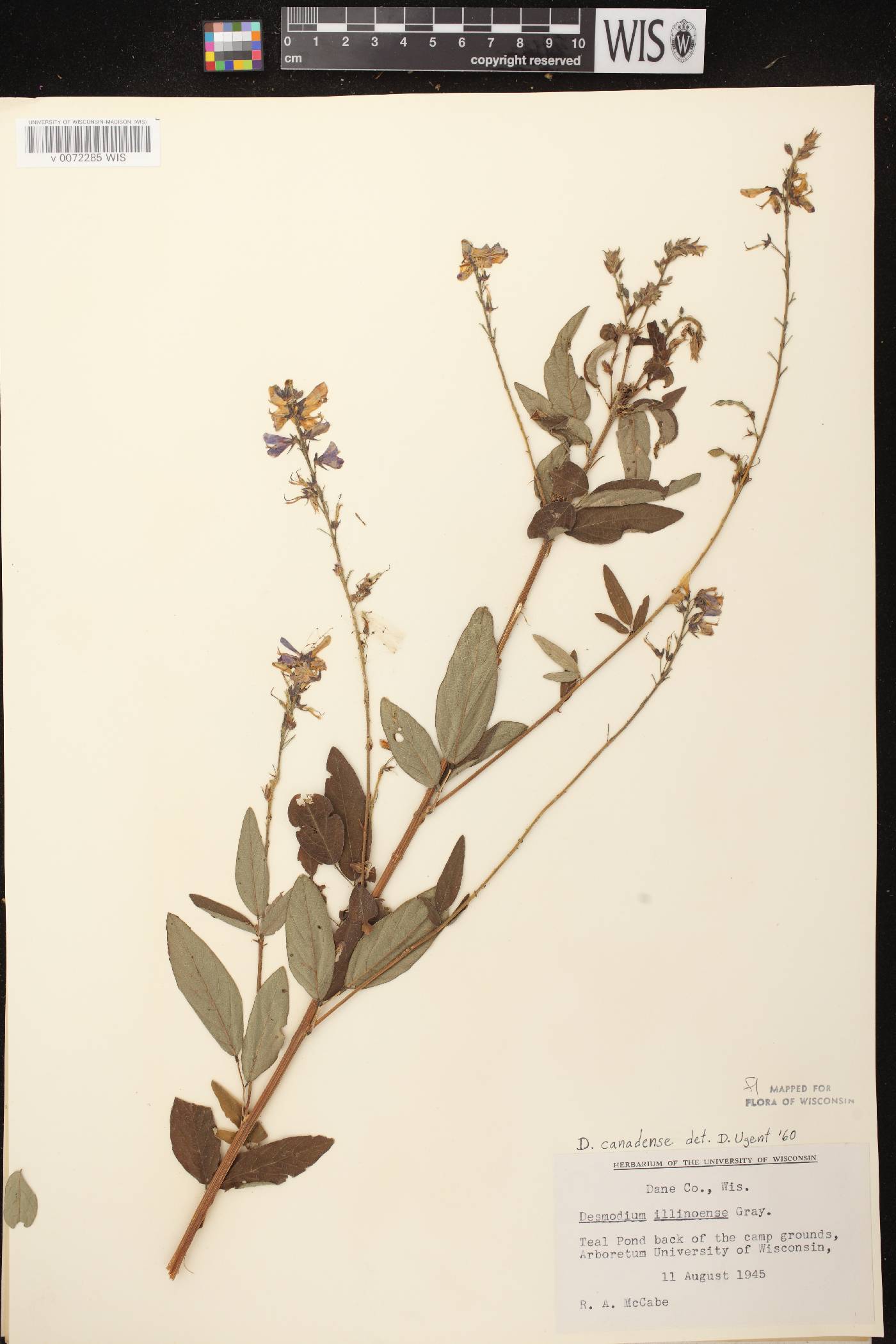 Desmodium canadense image
