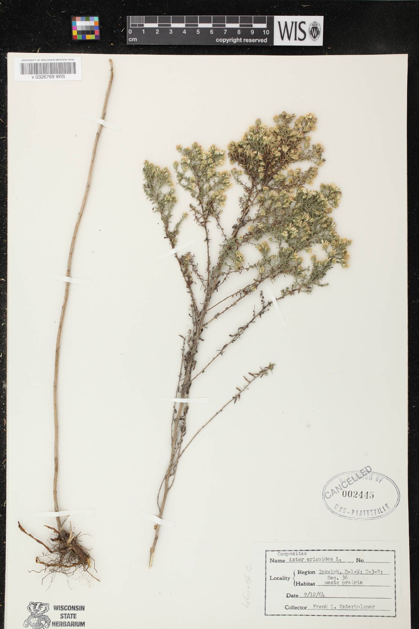 Symphyotrichum ericoides image
