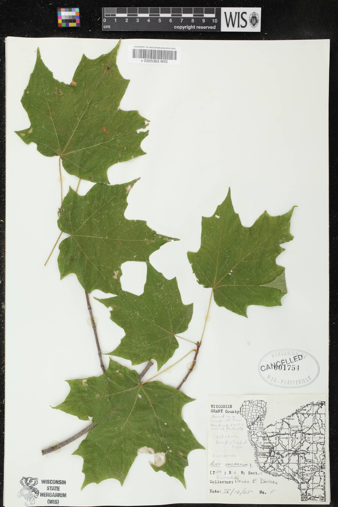 Acer saccharum image