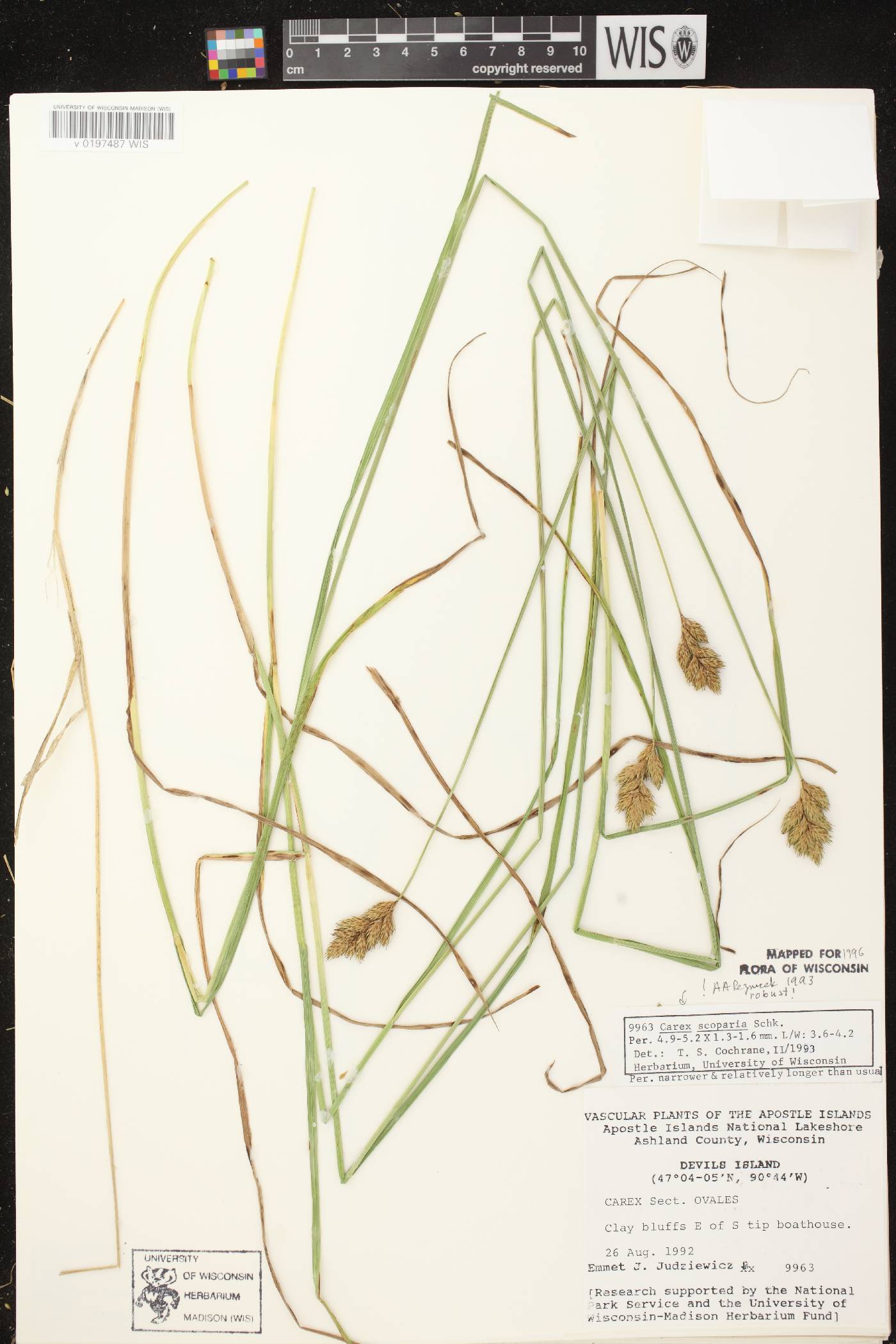 Carex scoparia var. scoparia image