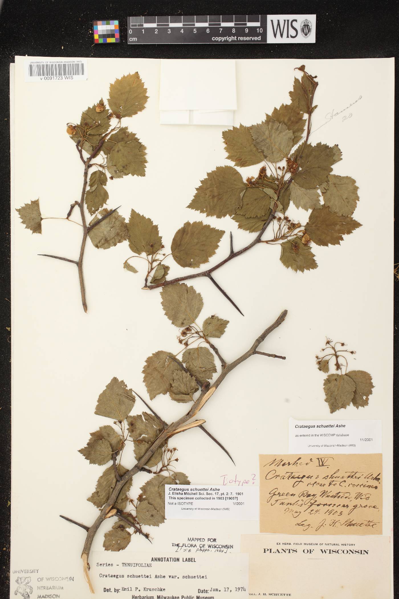 Crataegus schuettei image