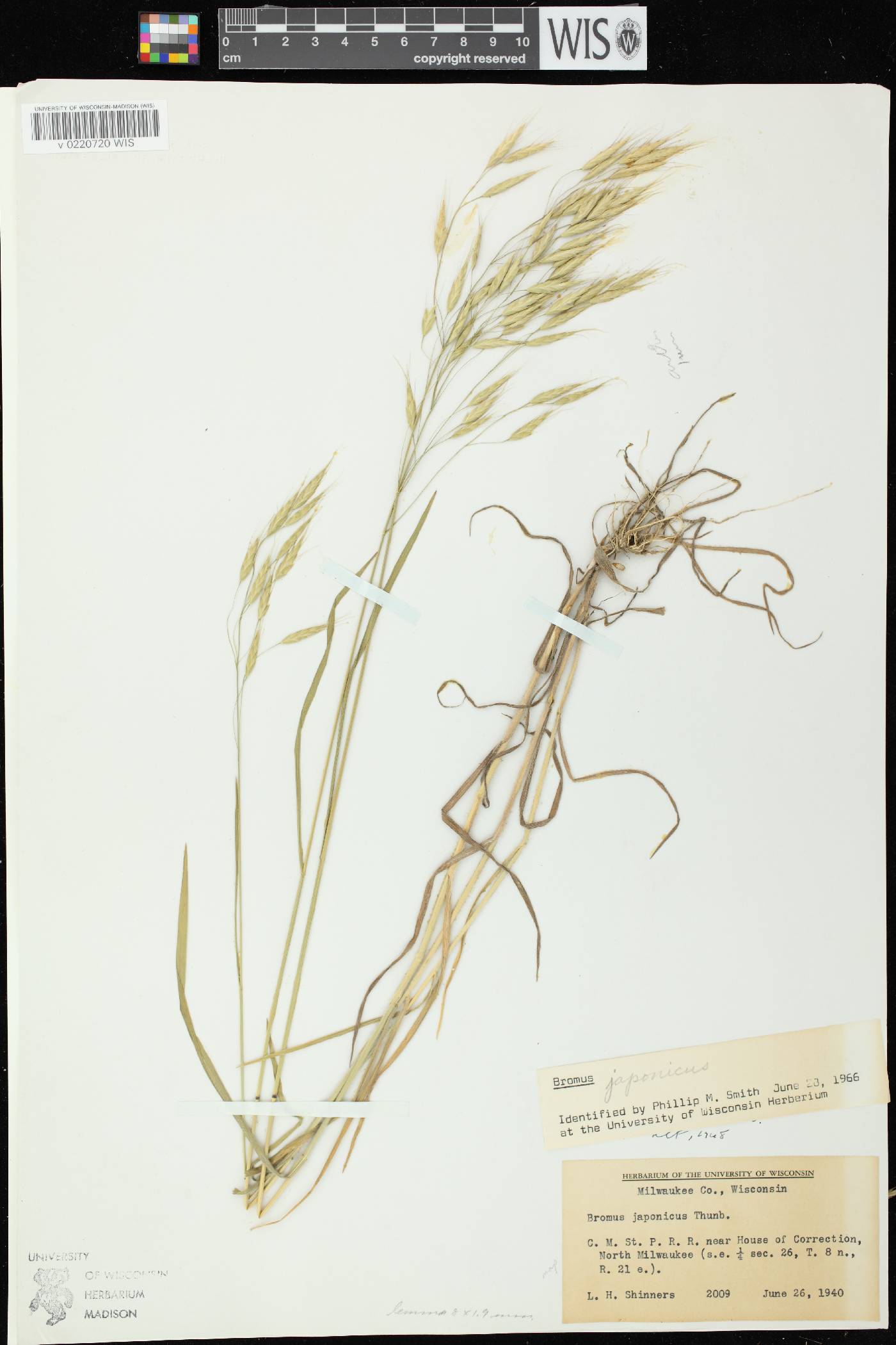 Bromus arvensis image
