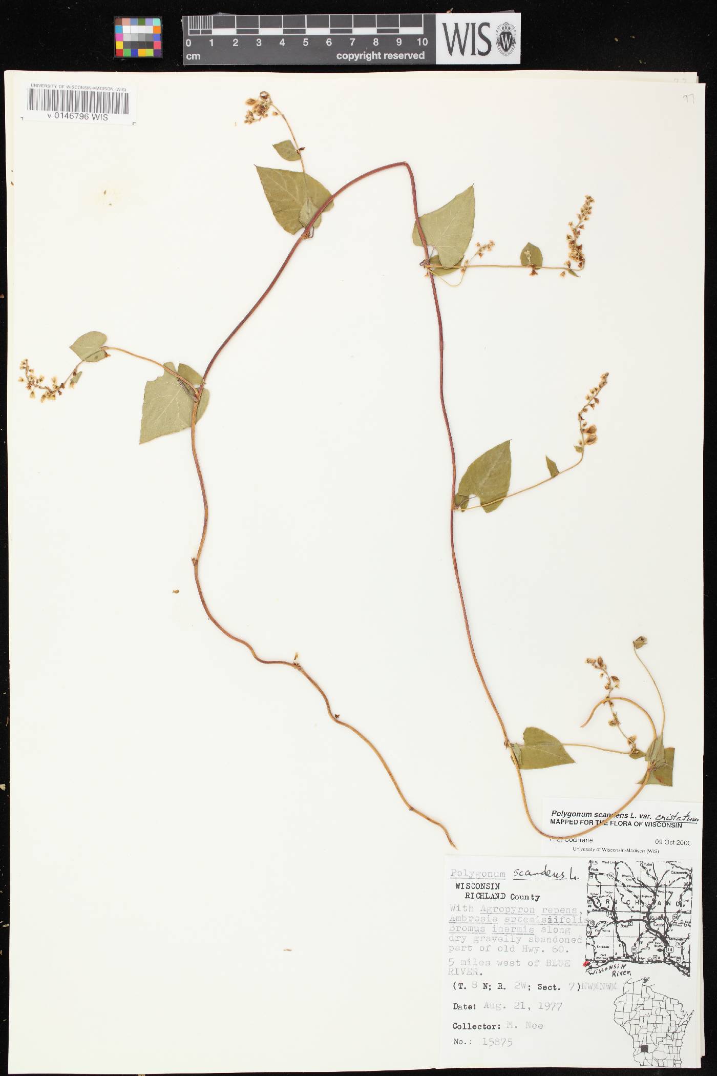 Fallopia scandens image