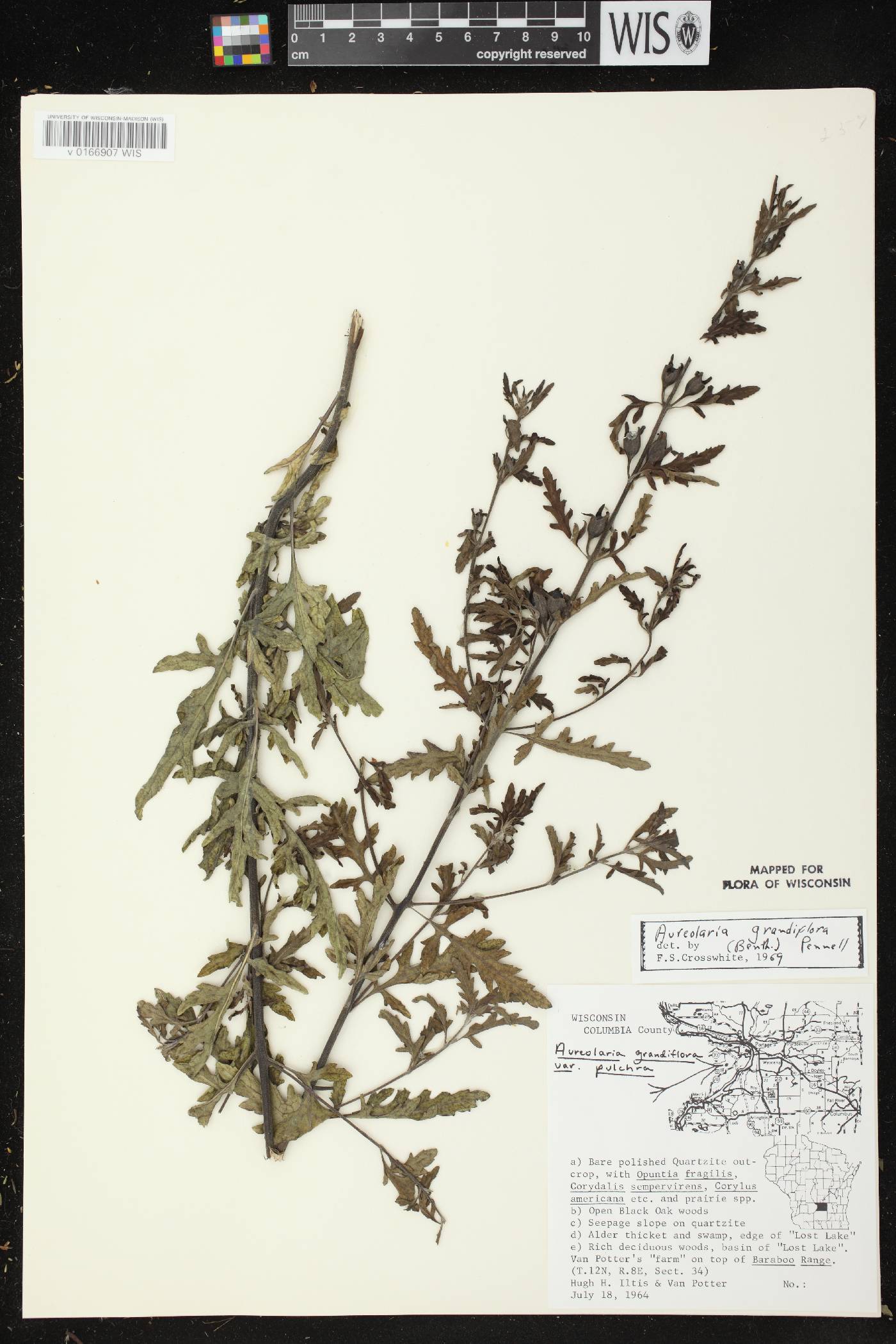 Aureolaria grandiflora var. pulchra image