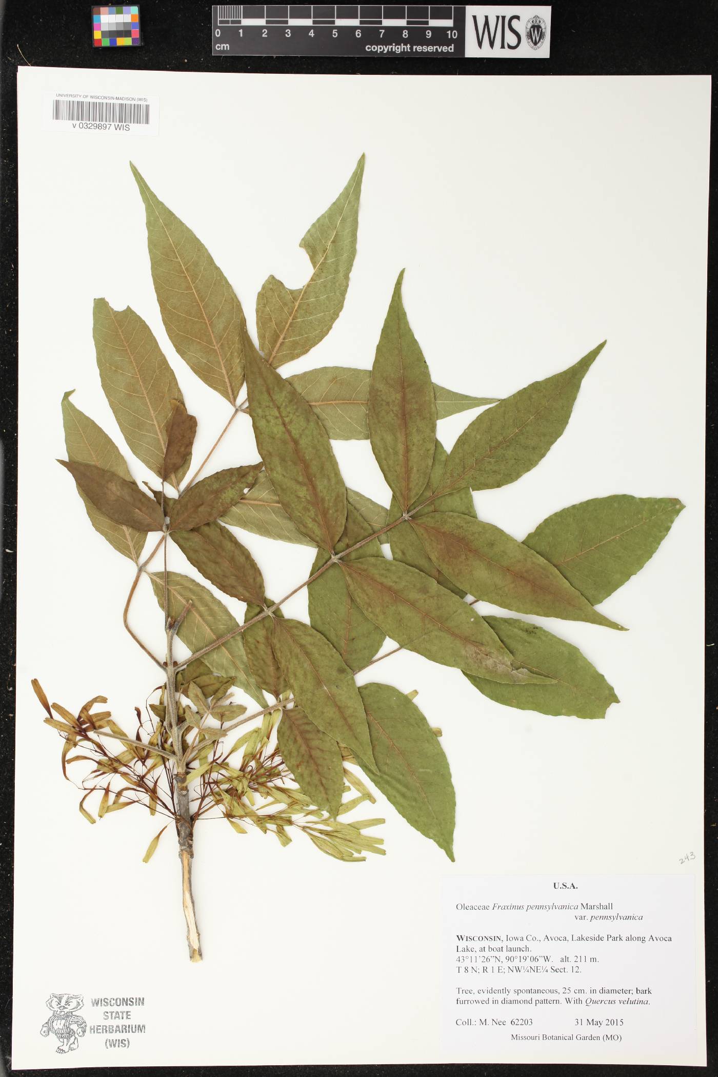 Fraxinus pennsylvanica image