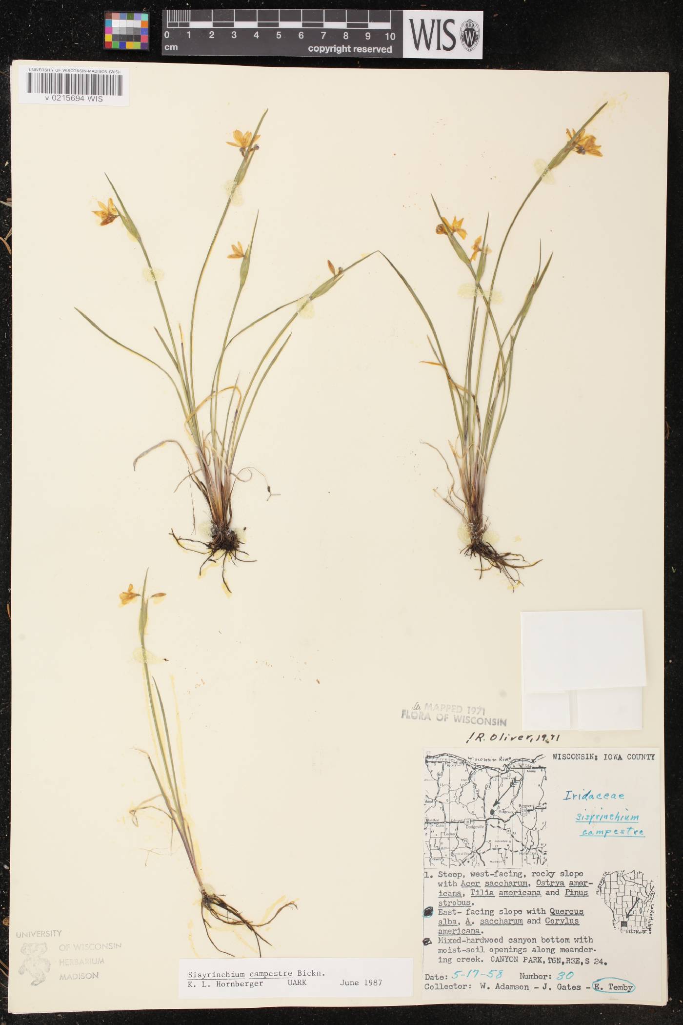 Sisyrinchium campestre image
