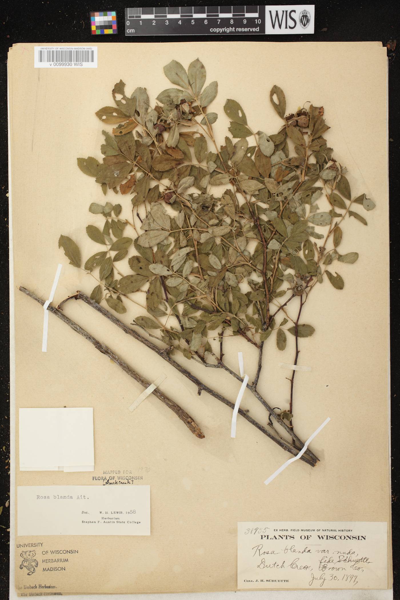 Rosa blanda image