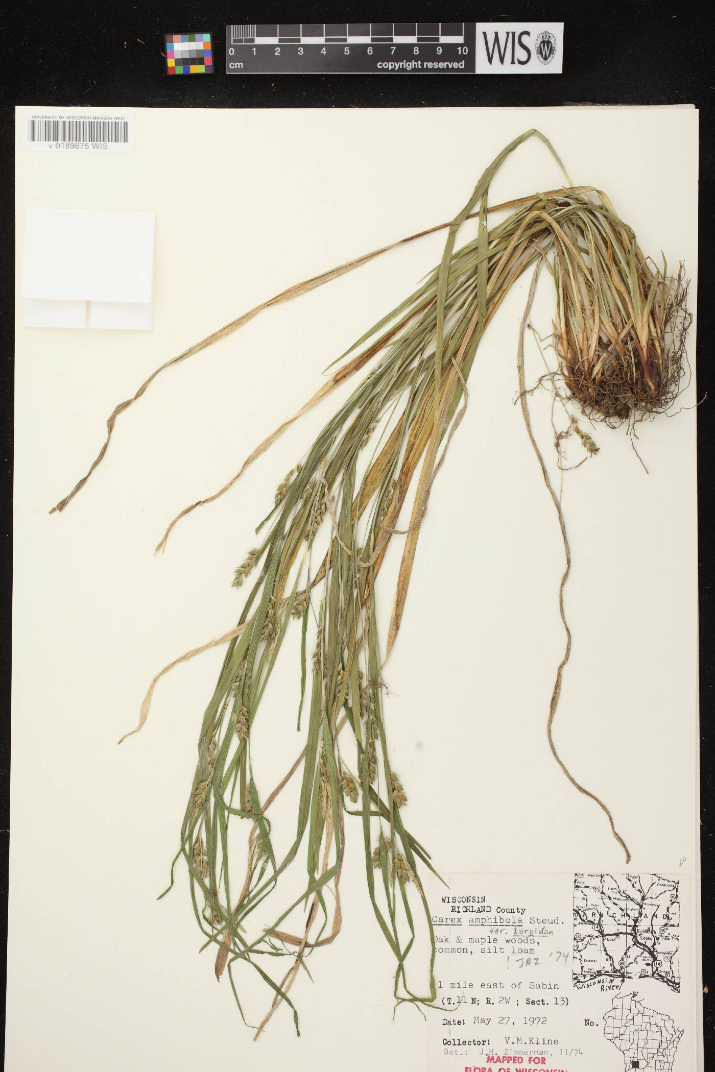 Carex grisea image