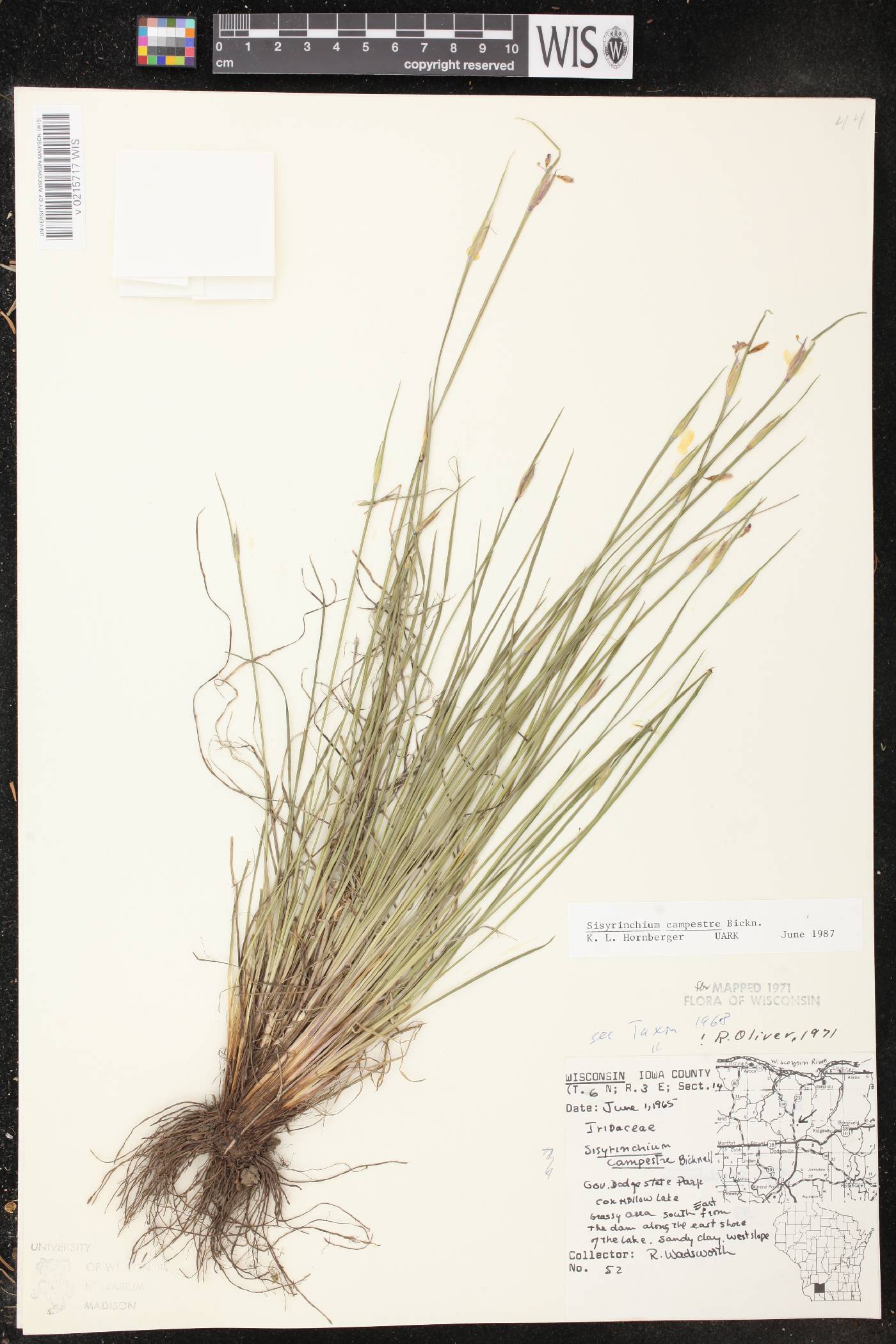 Sisyrinchium campestre image