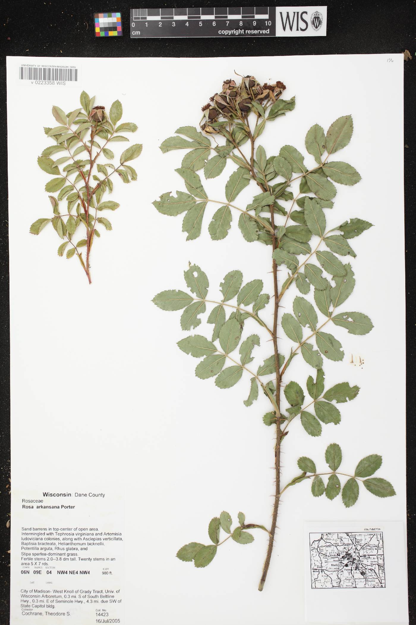 Rosa arkansana image