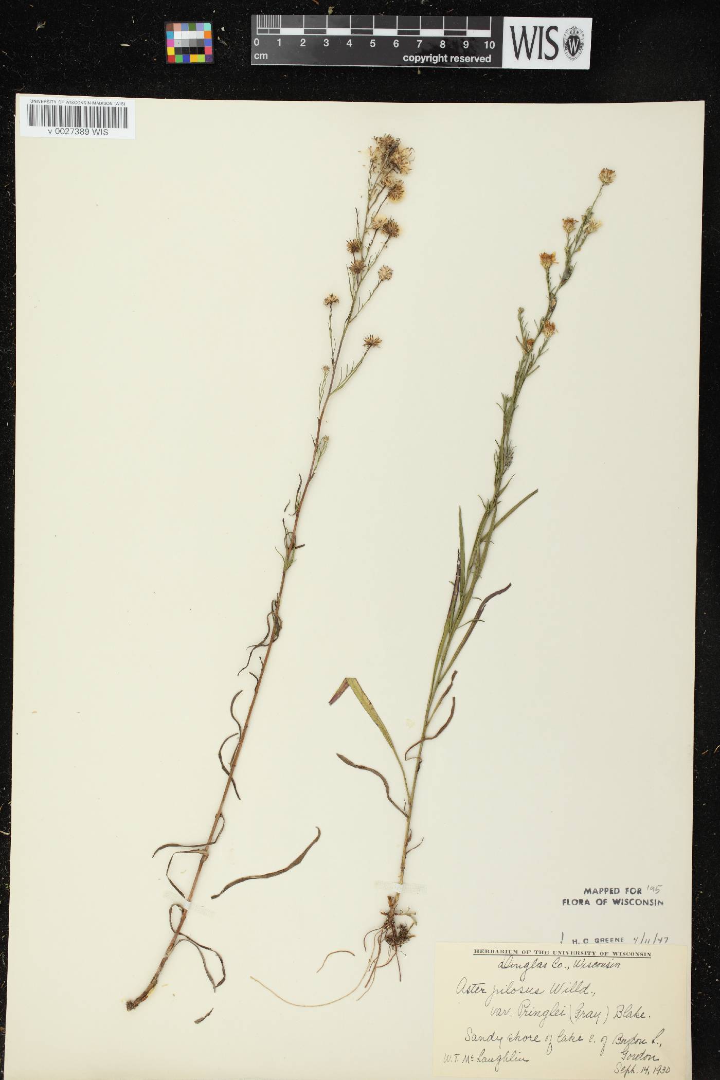 Symphyotrichum pilosum image