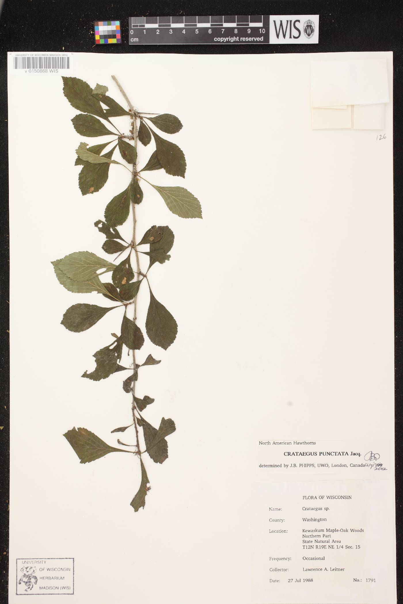 Crataegus punctata image