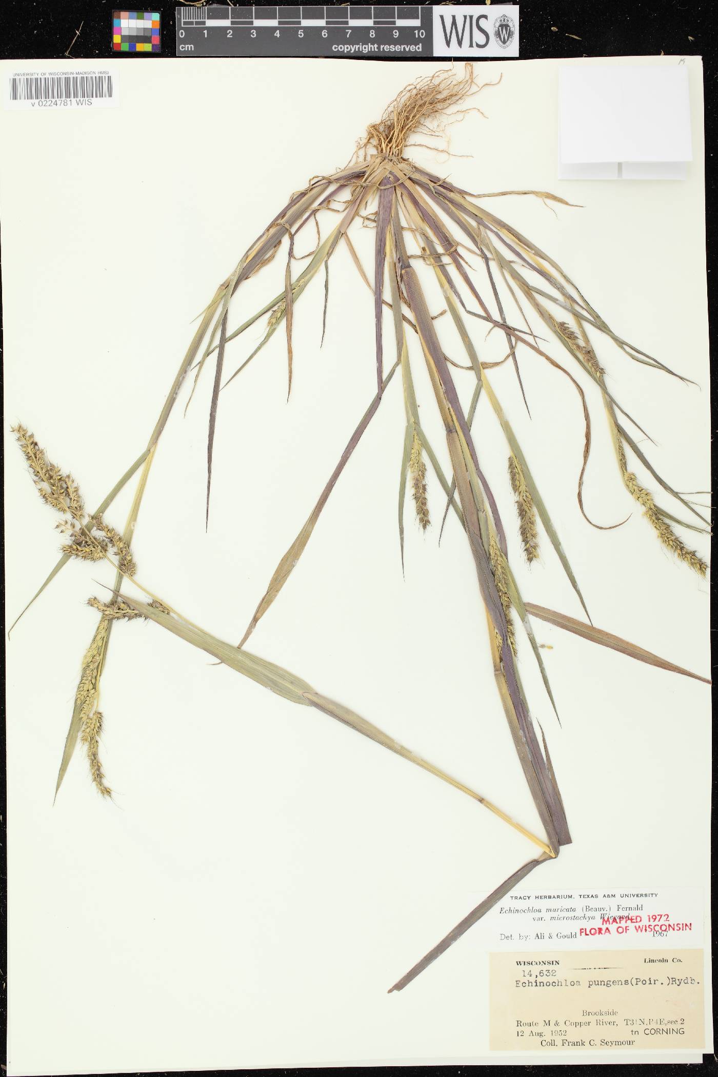 Echinochloa muricata var. microstachya image